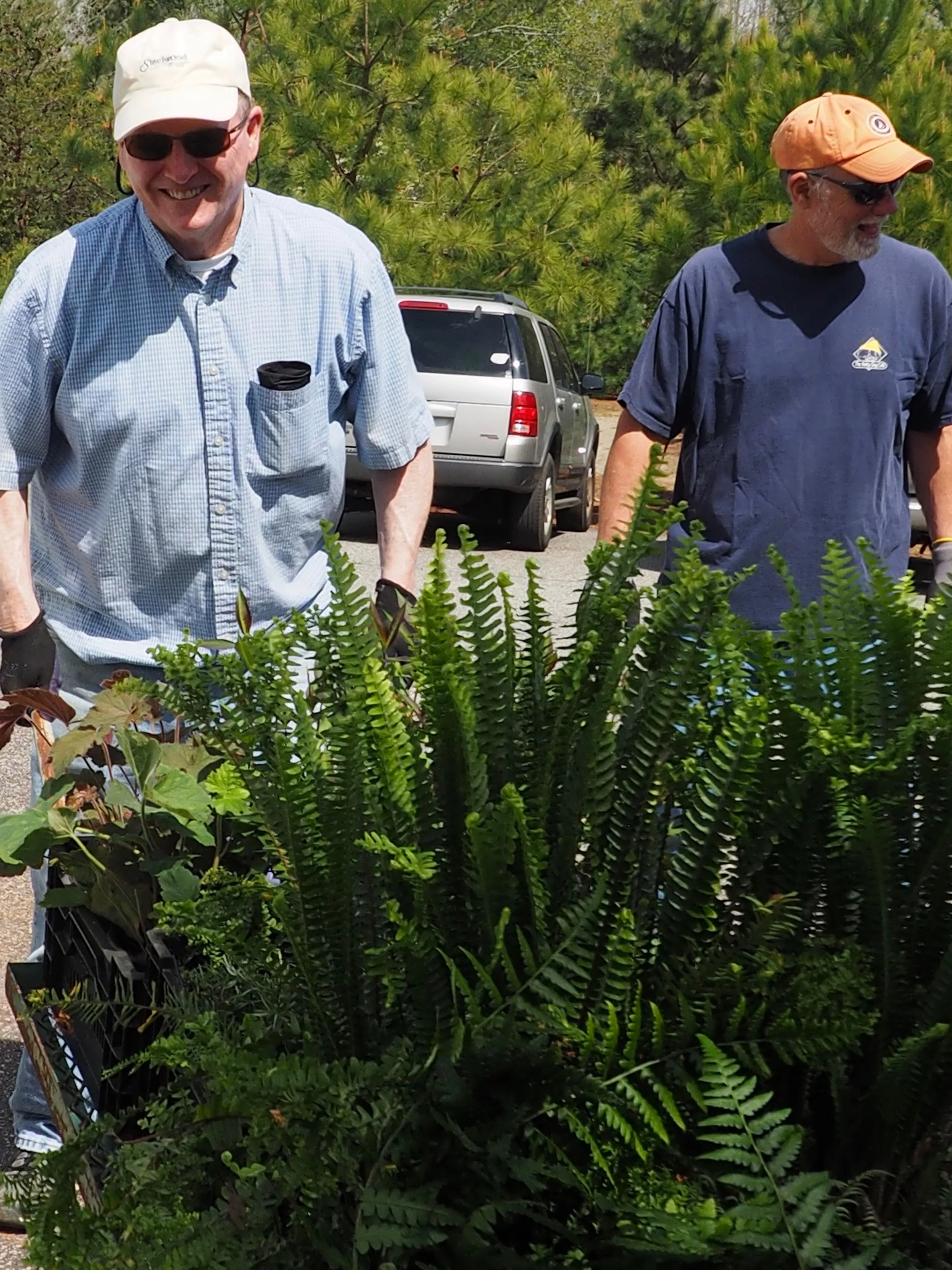 More ferns….