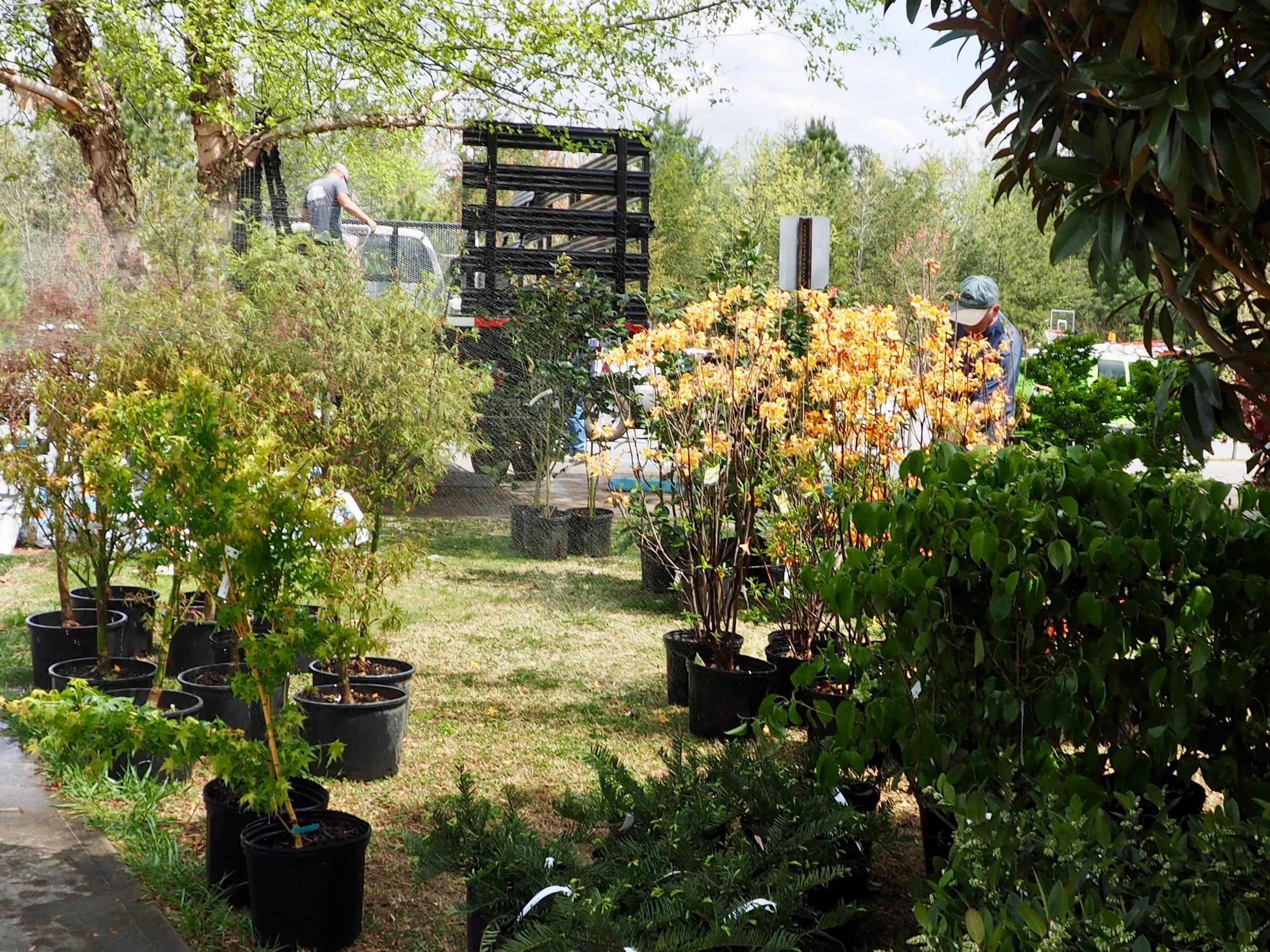 Looks like a forest full of trees, shrubs and perennials