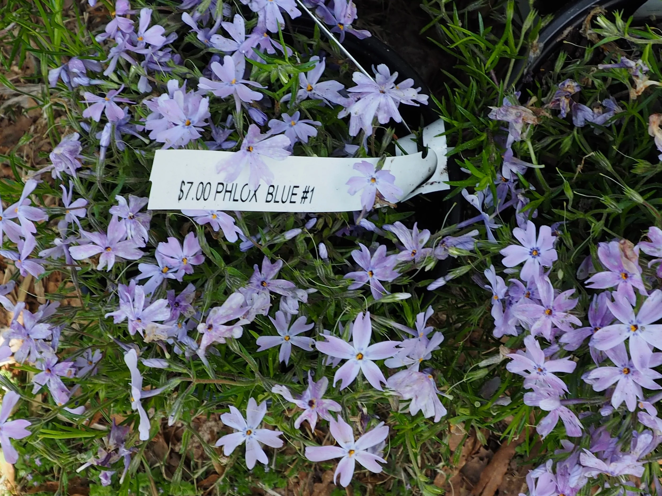 Plant Sale 2019 #25.jpeg