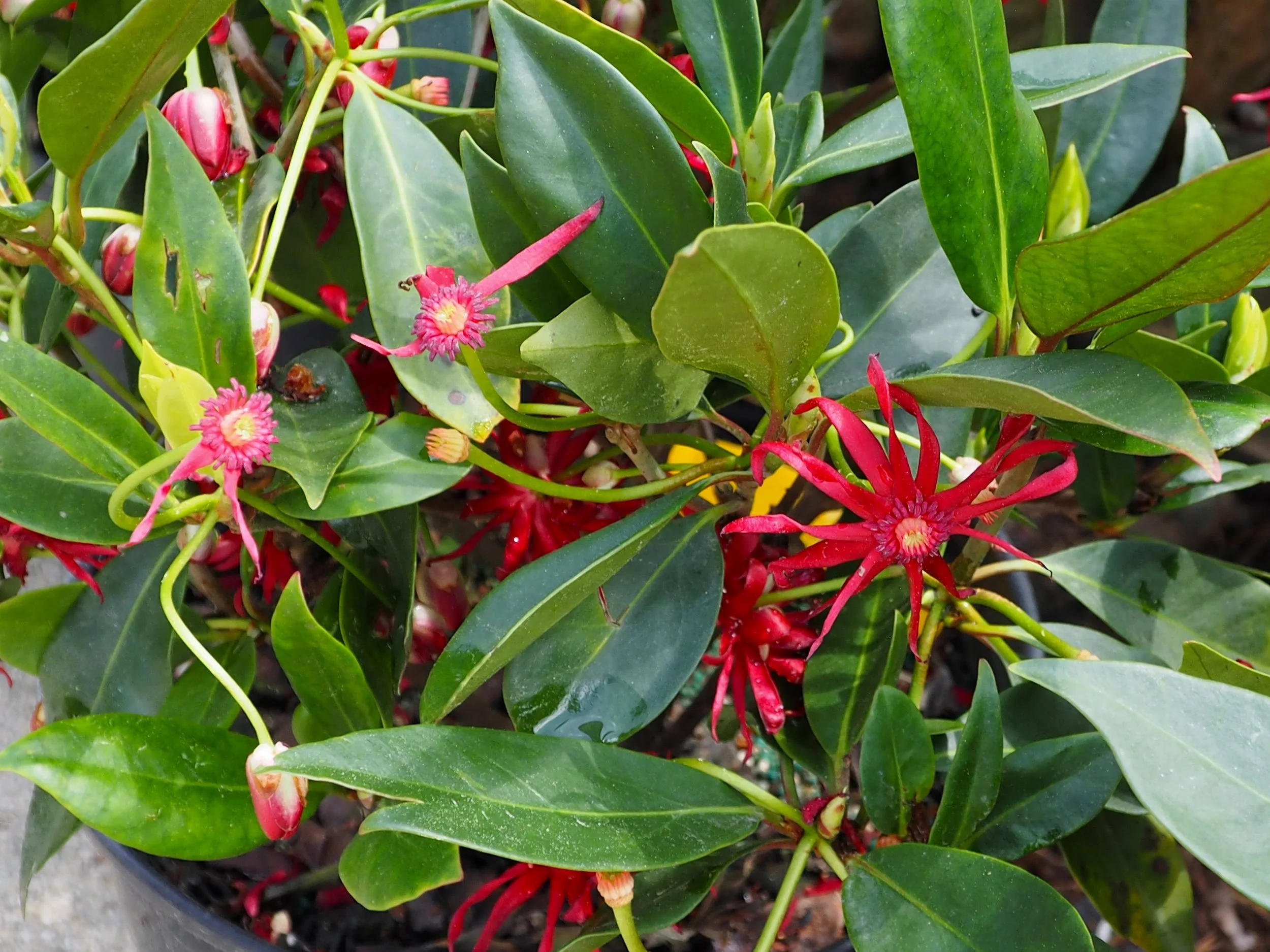 Have this beautiful bloomer in your garden?