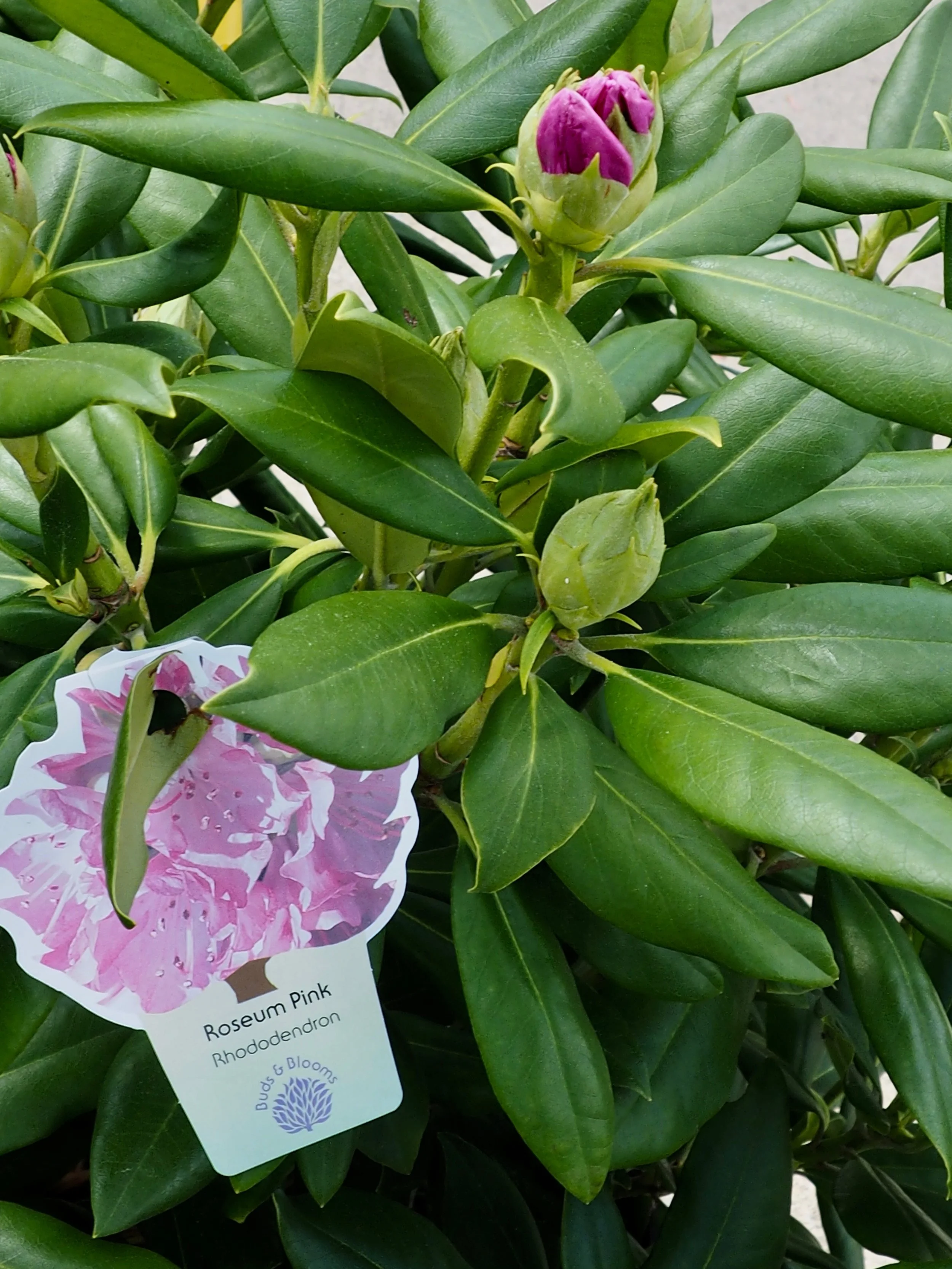 One of the woodland garden’s most elegant shrubs