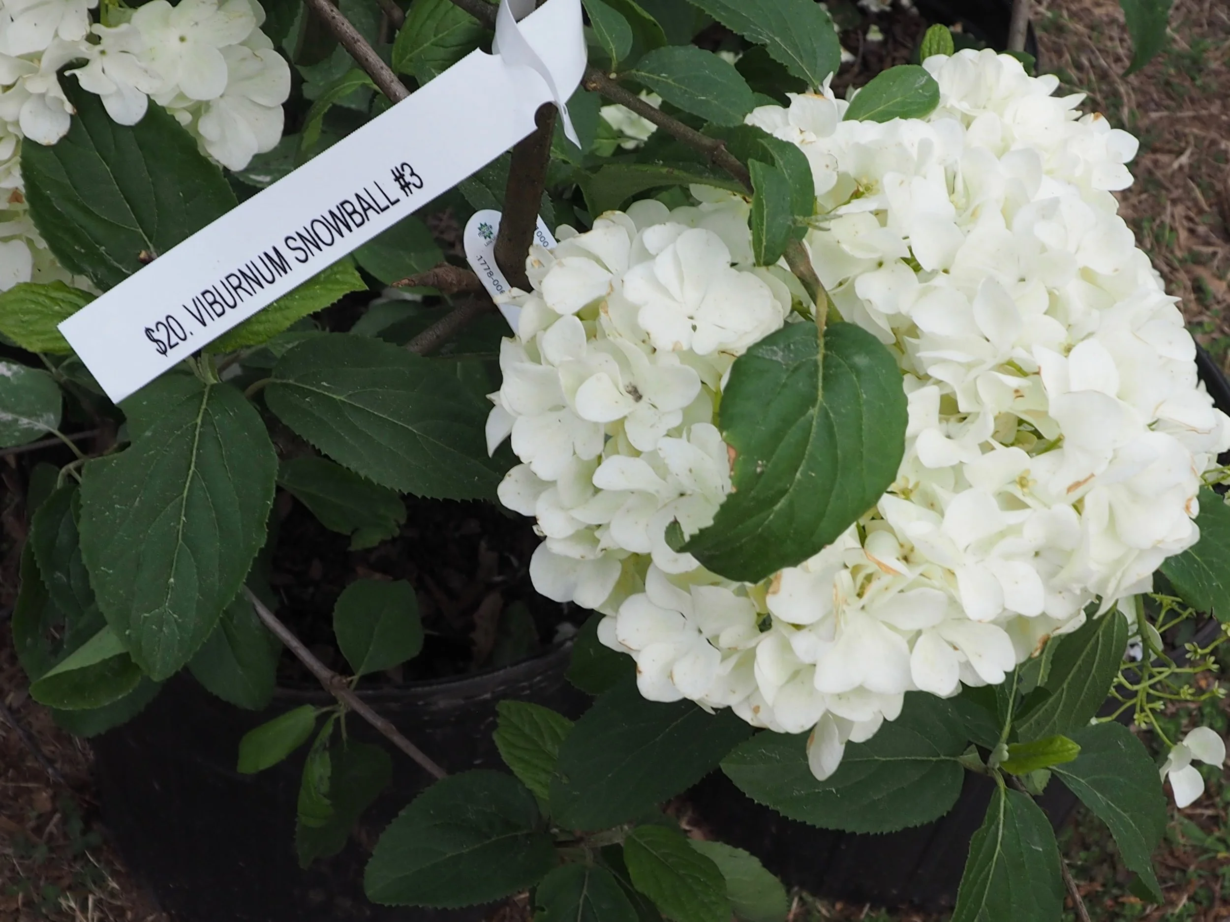 Plant Sale 2019 #30 .jpeg