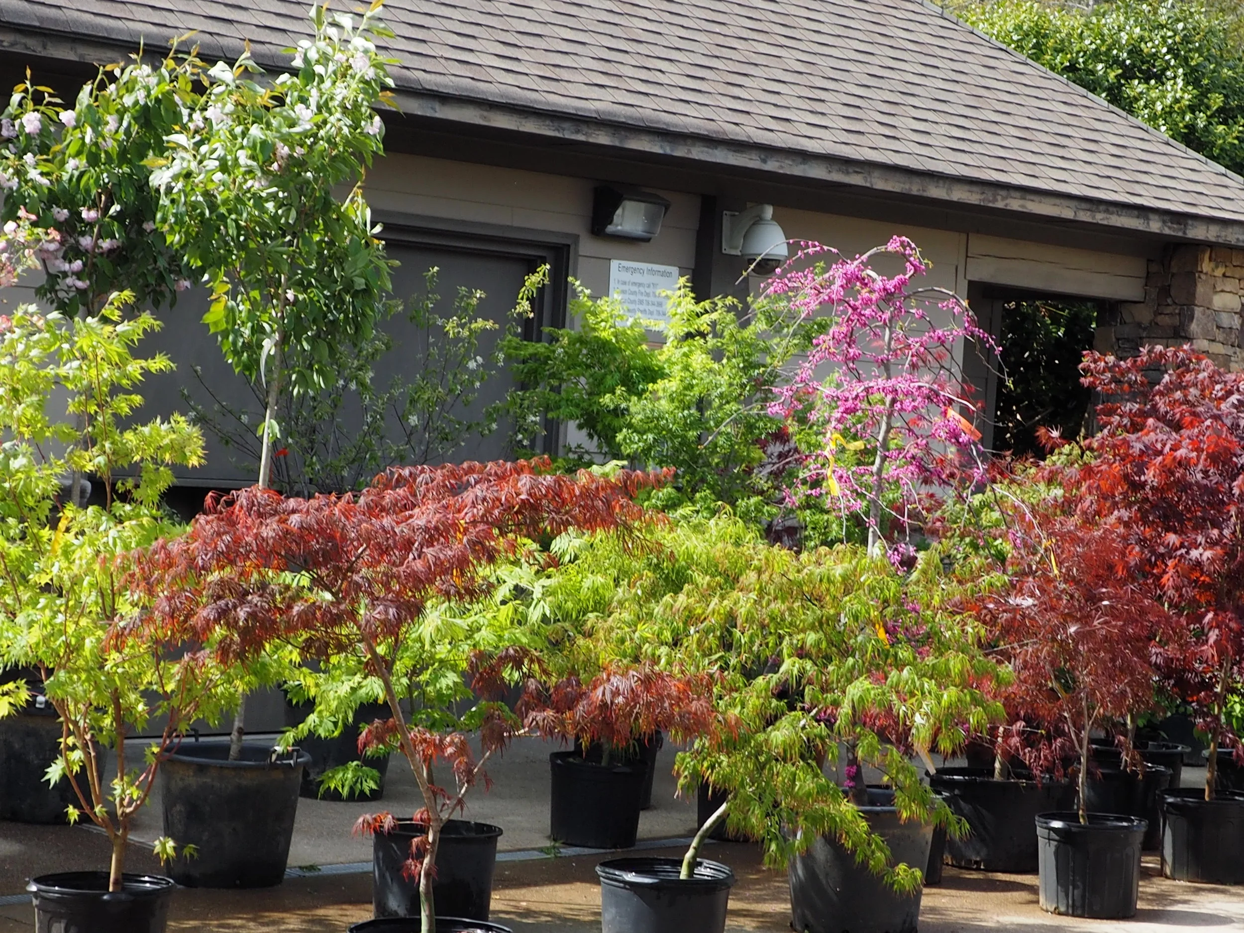 Plant Sale 2019 #37.jpg