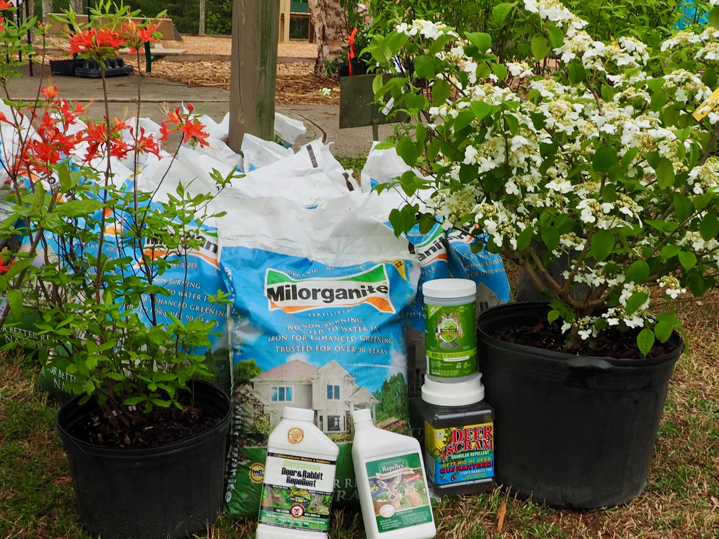 A must-buy to protect all these tasty shrubs
