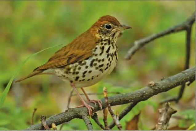 This wood thrush often fills the woods and gardens of Big Canoe with a flute-like song