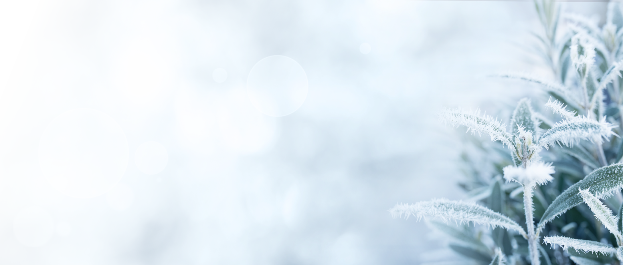 winter-banner-4.png