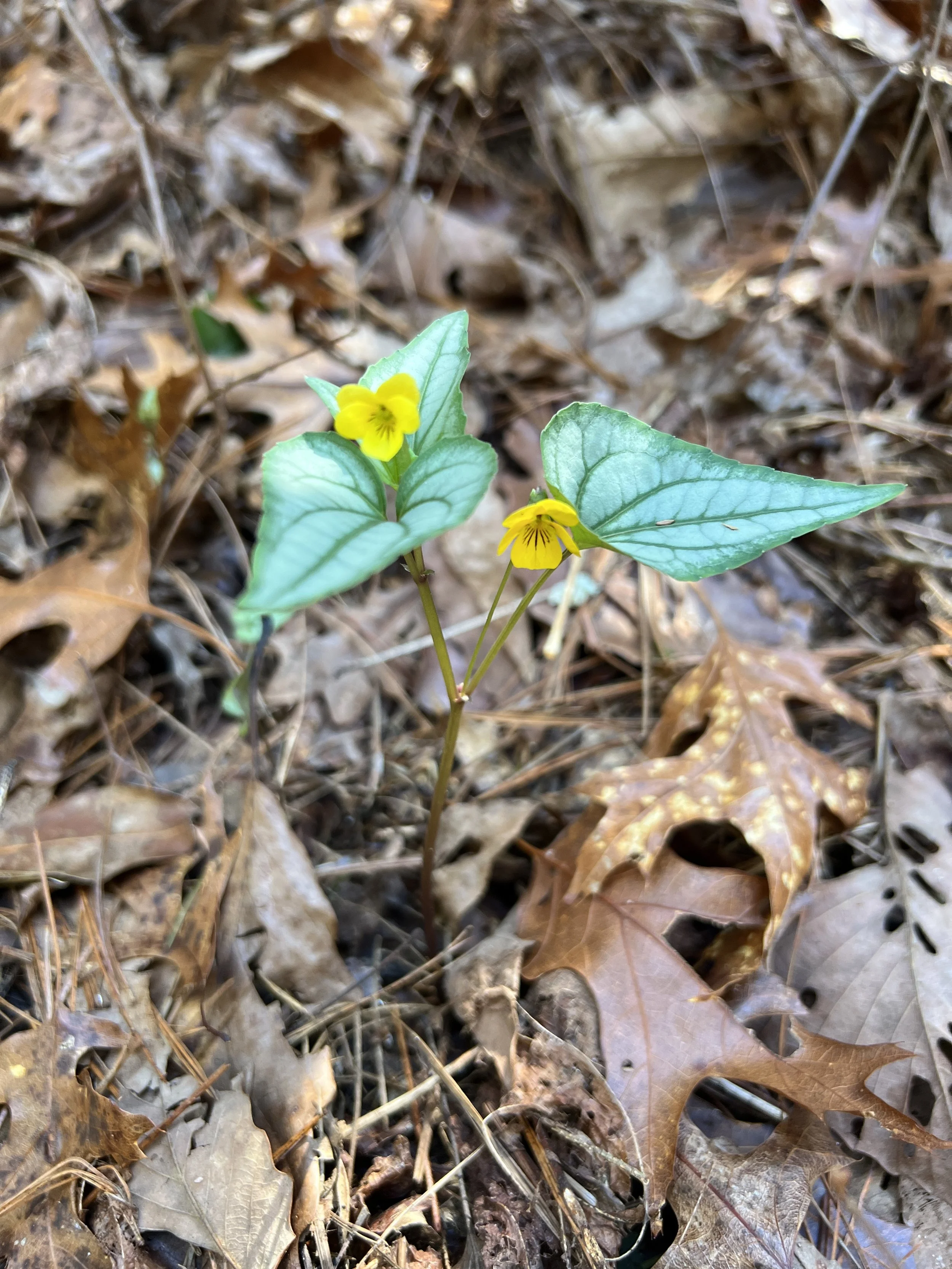 Silver-Leaf Violet (Halberd-leaved violet)