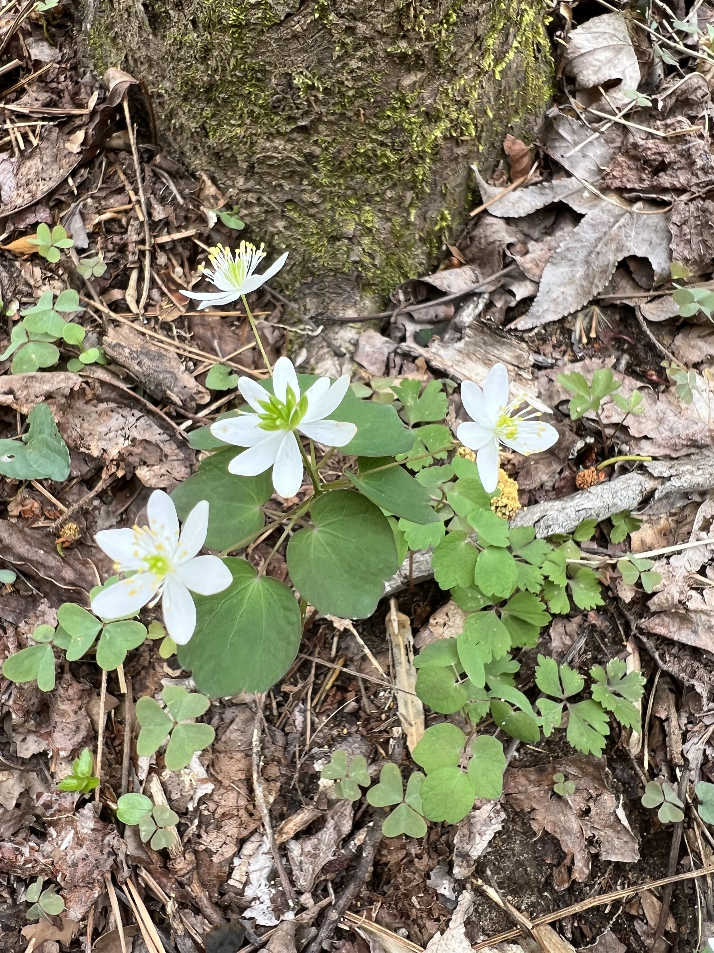 Rue Anemone