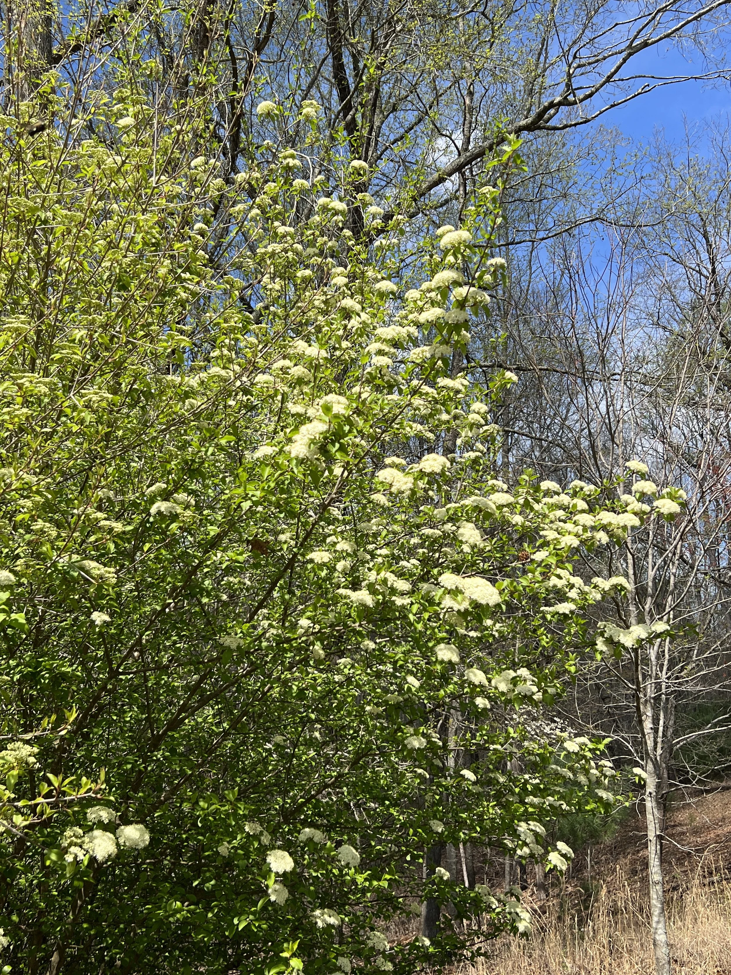 Blackhaw Viburnum