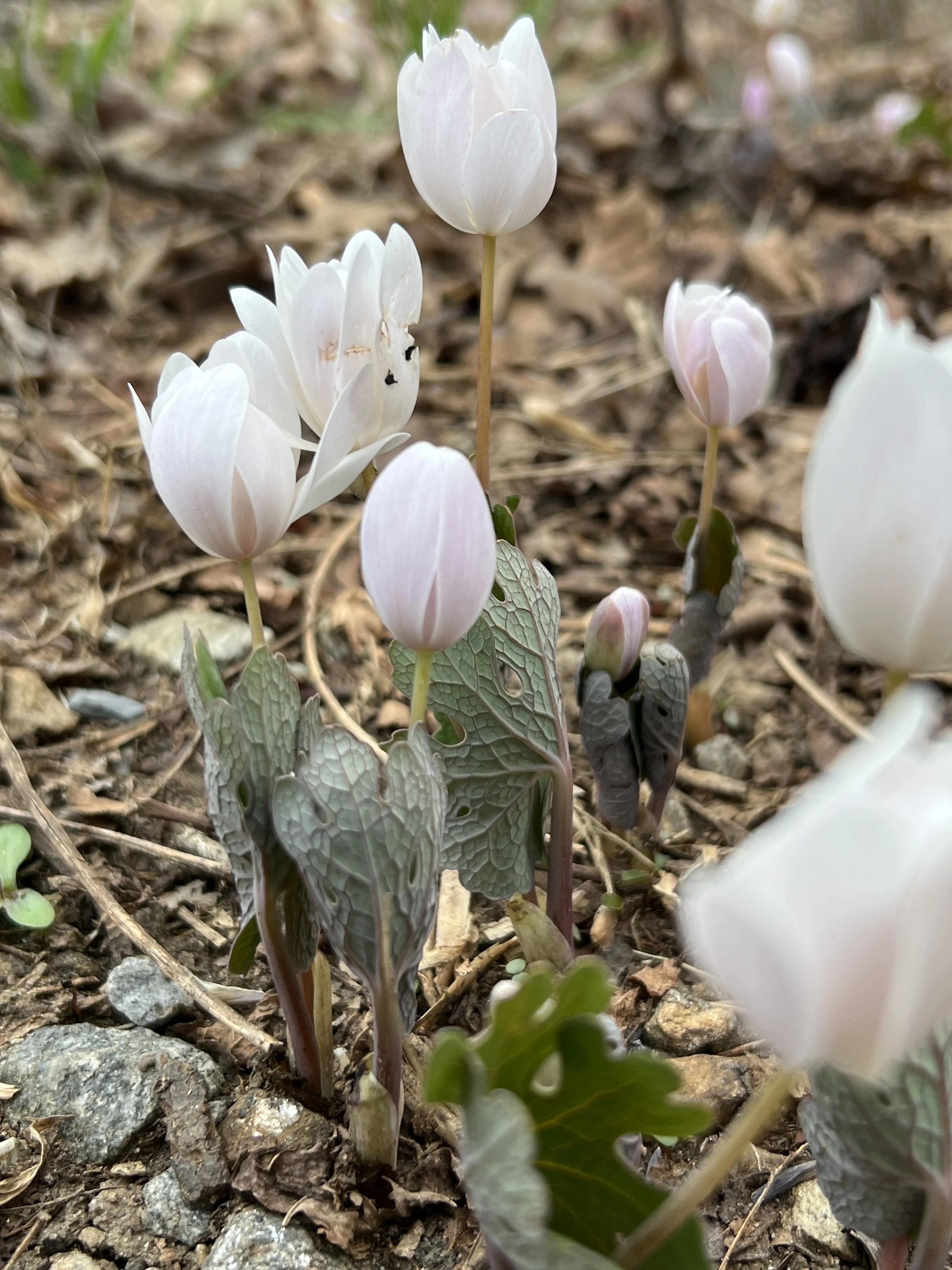 Bloodroot
