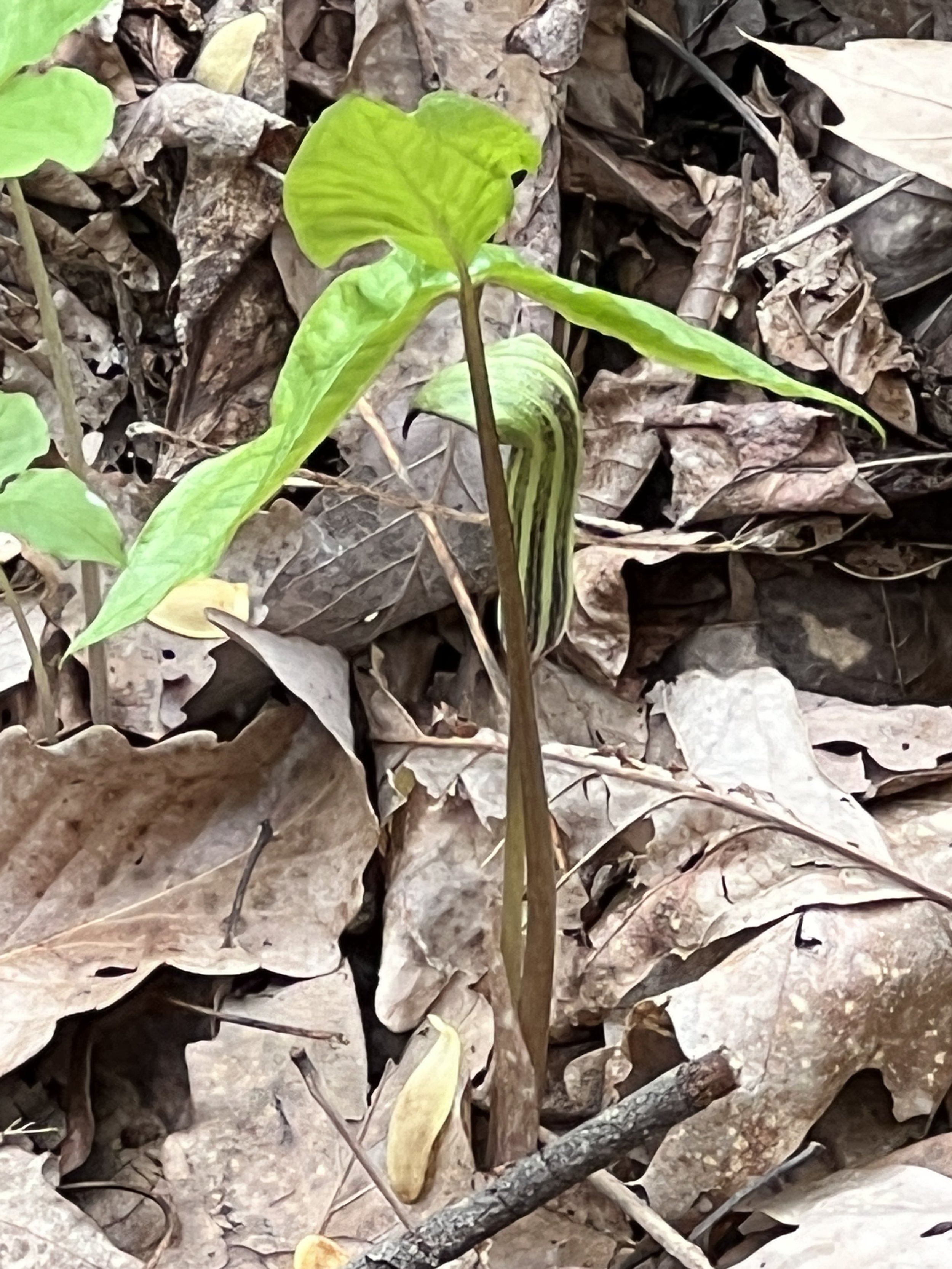 Jack-in-the-pulpit