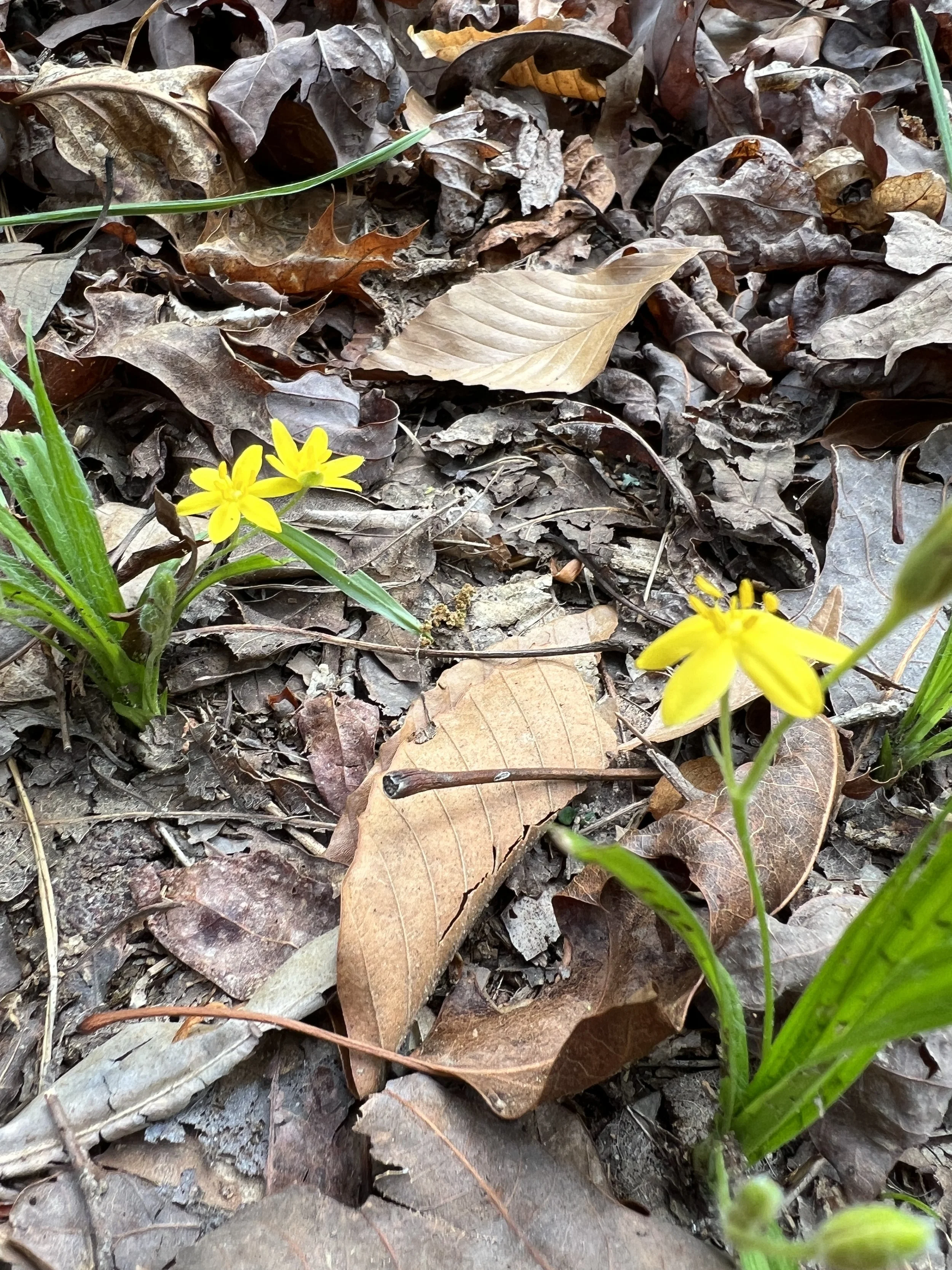 Yellow Star Grass