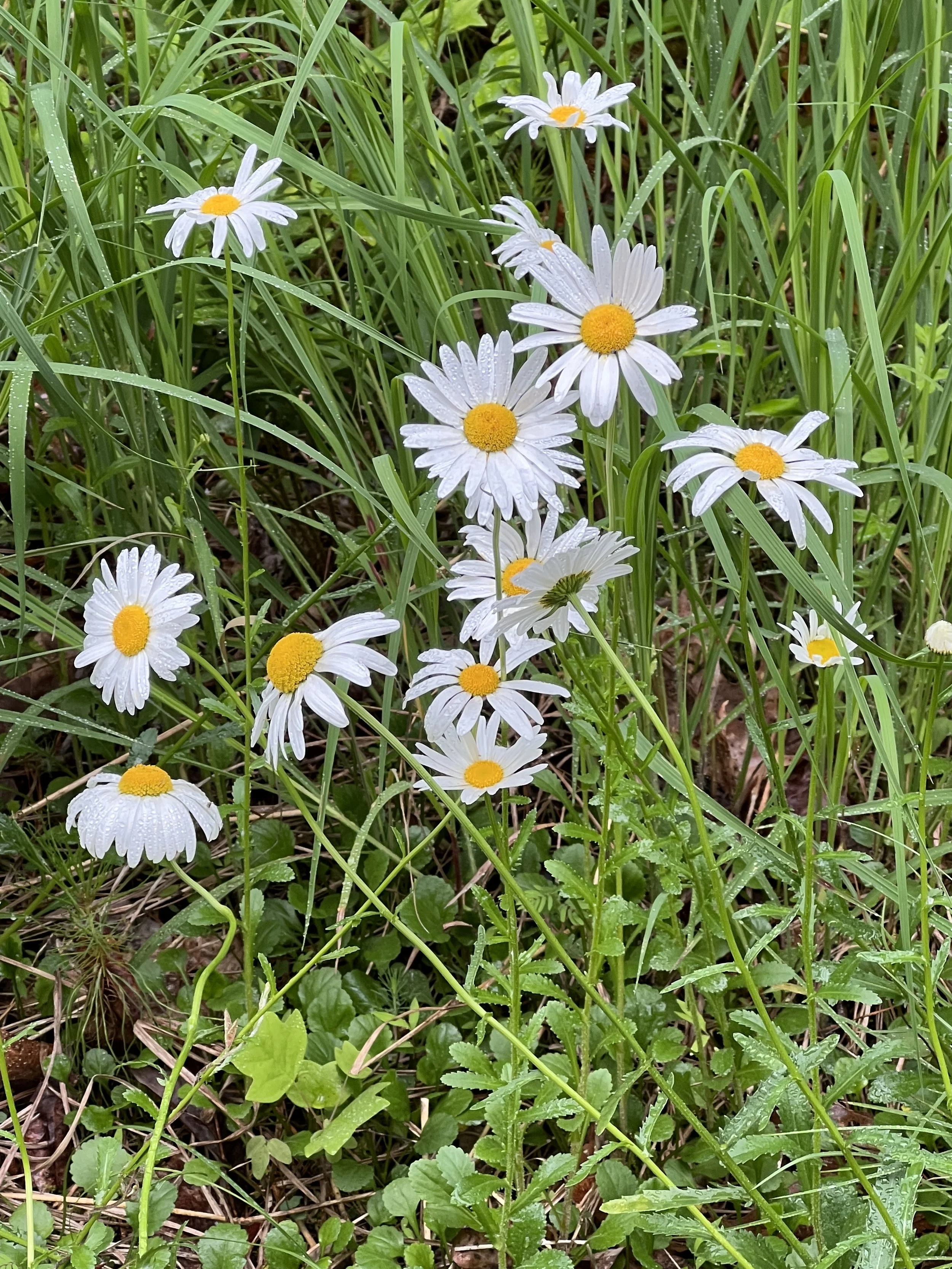 Ox-eye Daisy (non-native)
