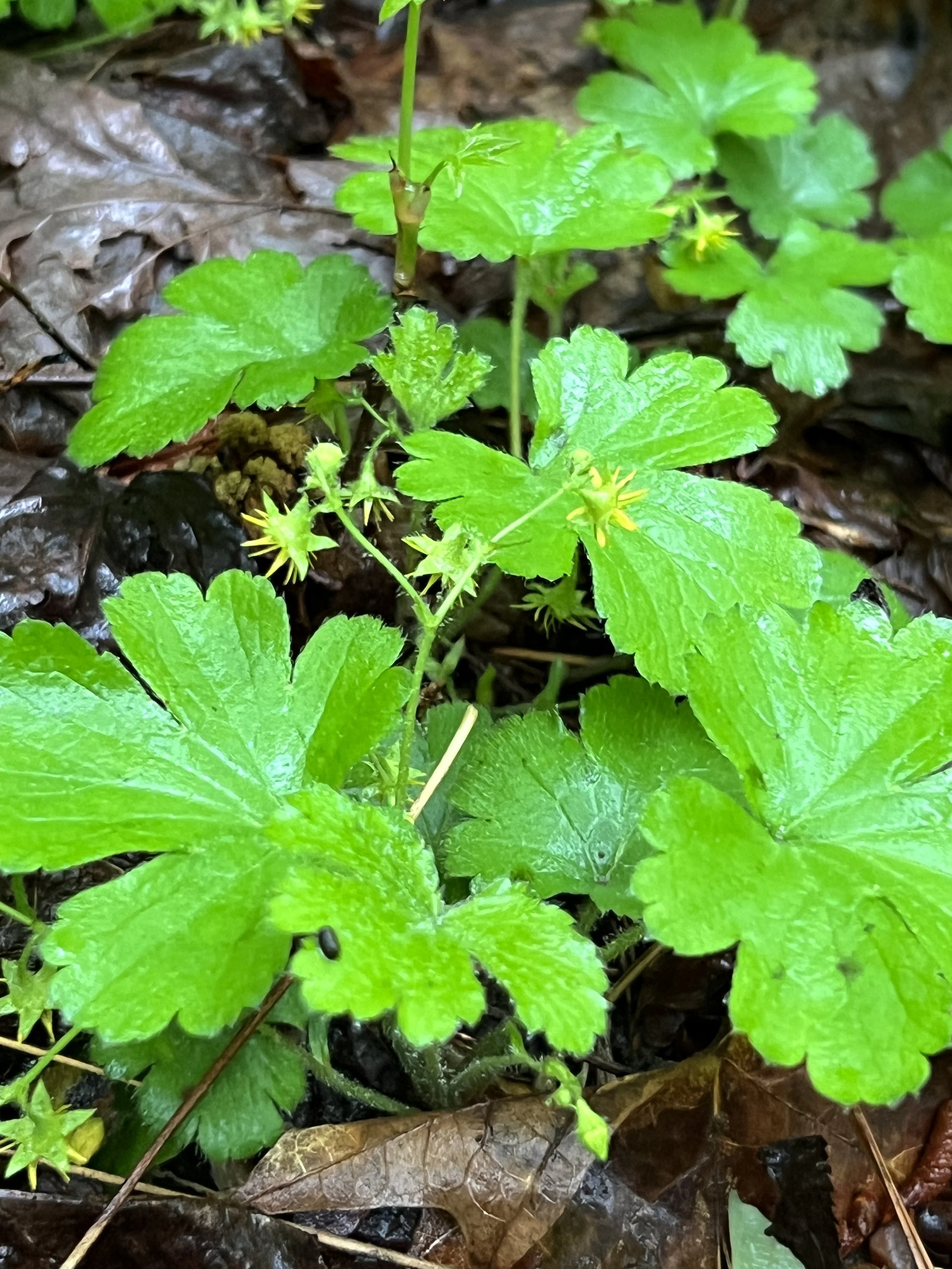 Appalachian Barren Strawberry