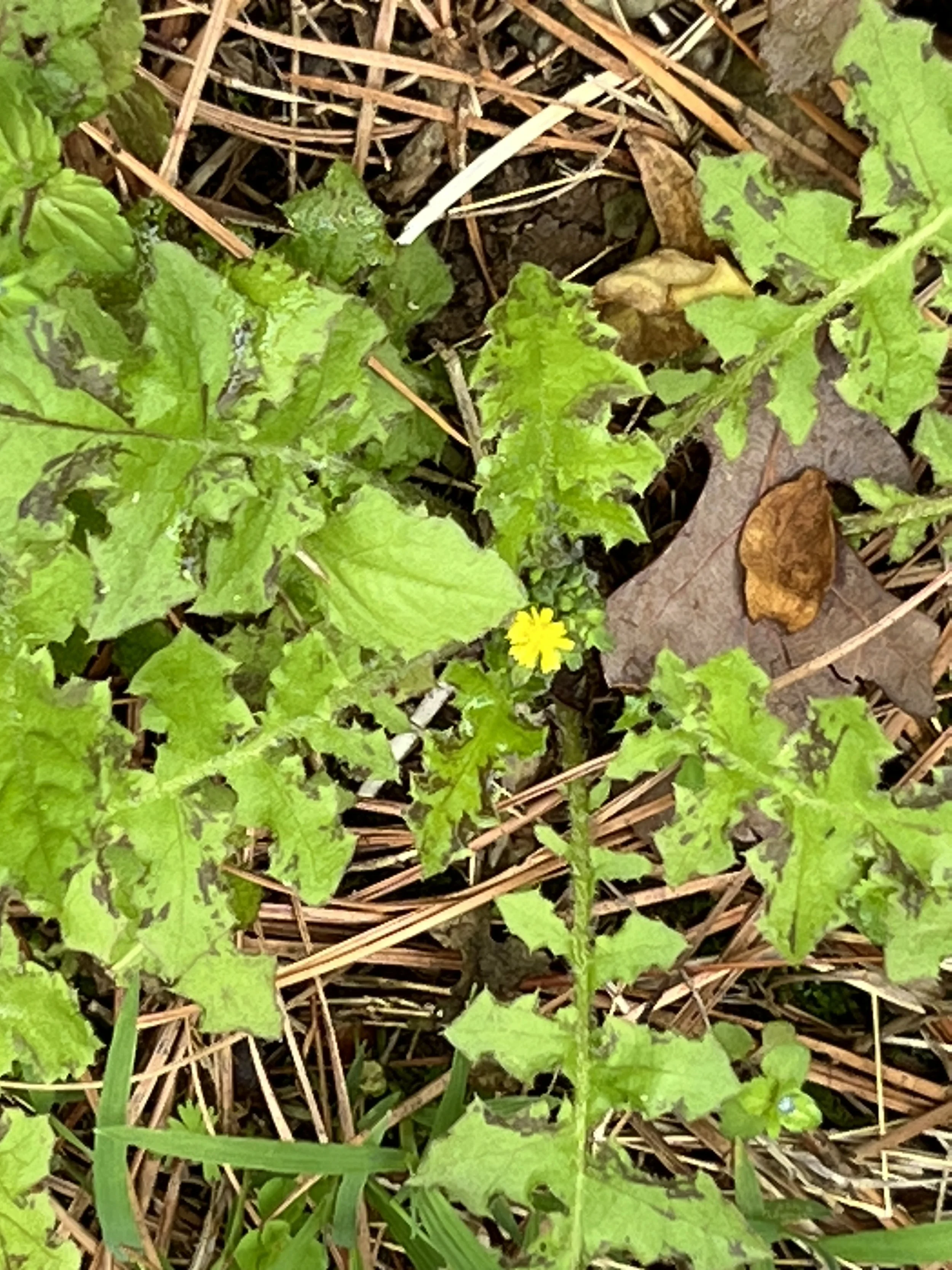 Asiatic Hawksbeard (non-native)