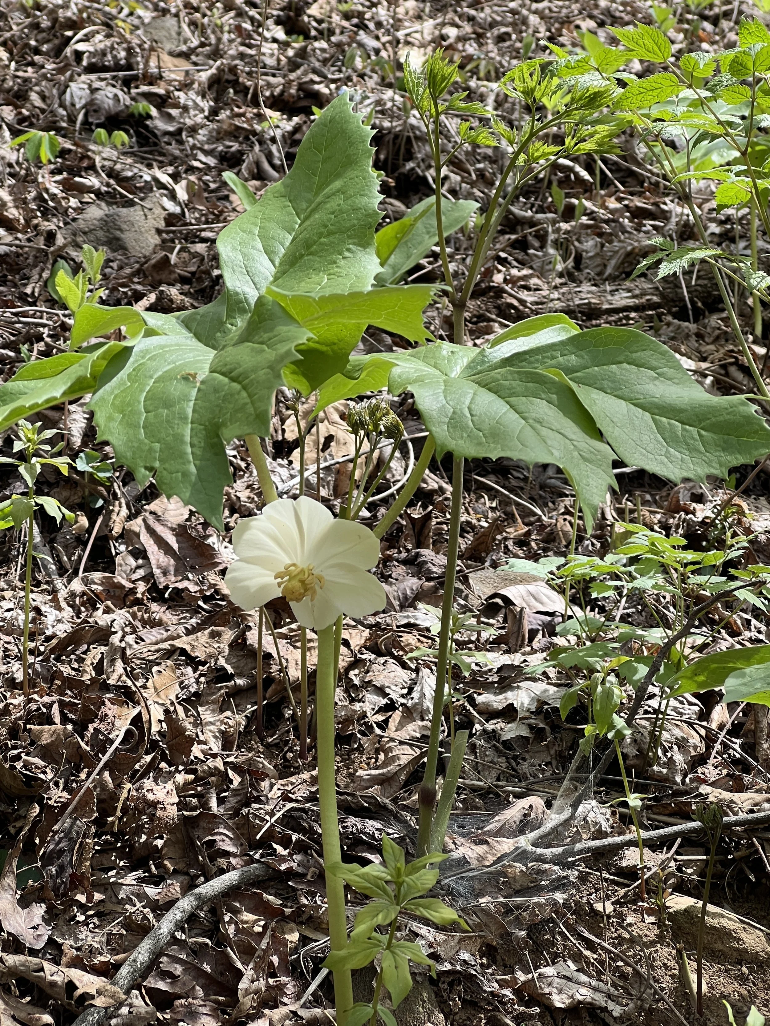Mayapple