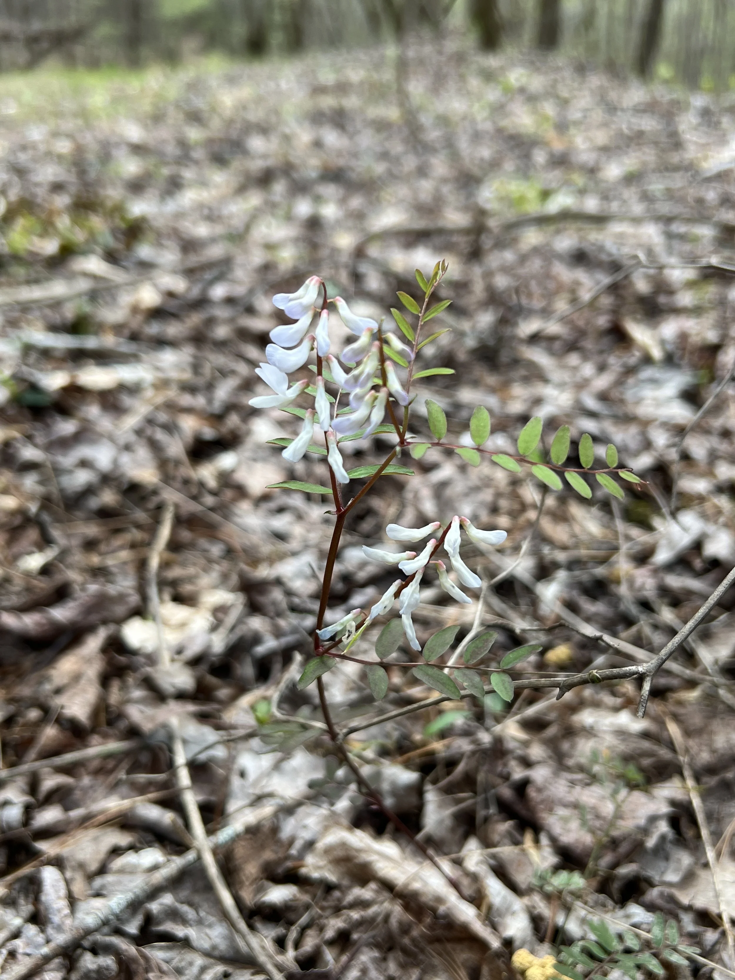 Carolina Vetch