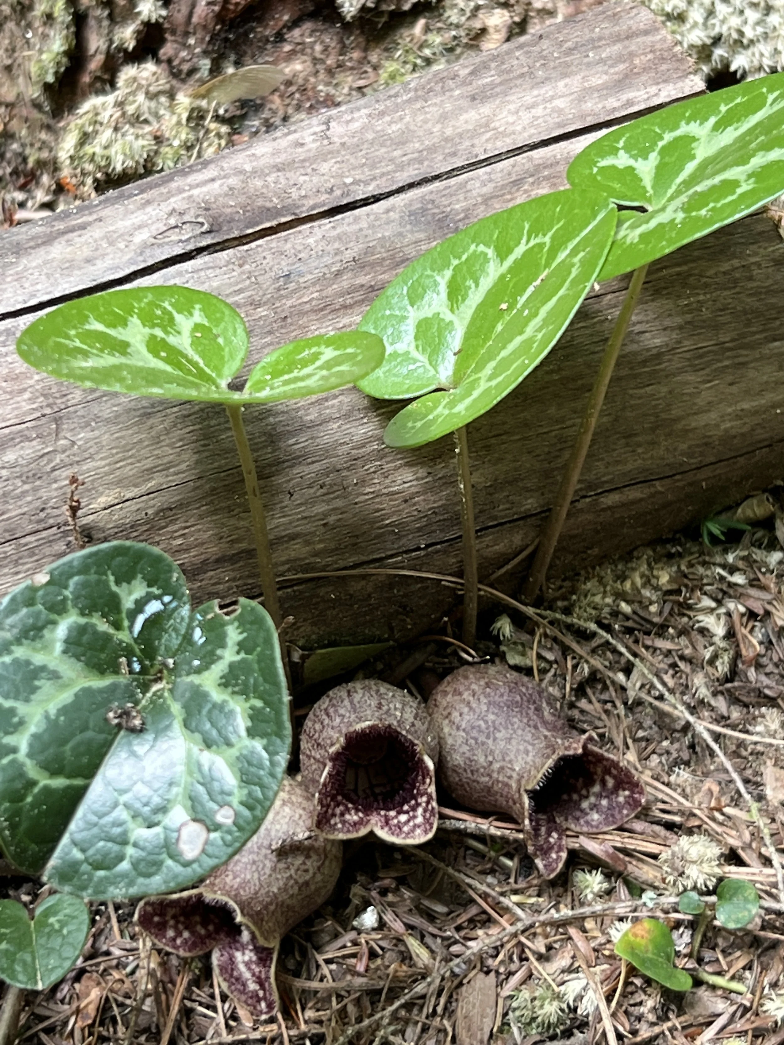 Heartleaf, Variable-leaf