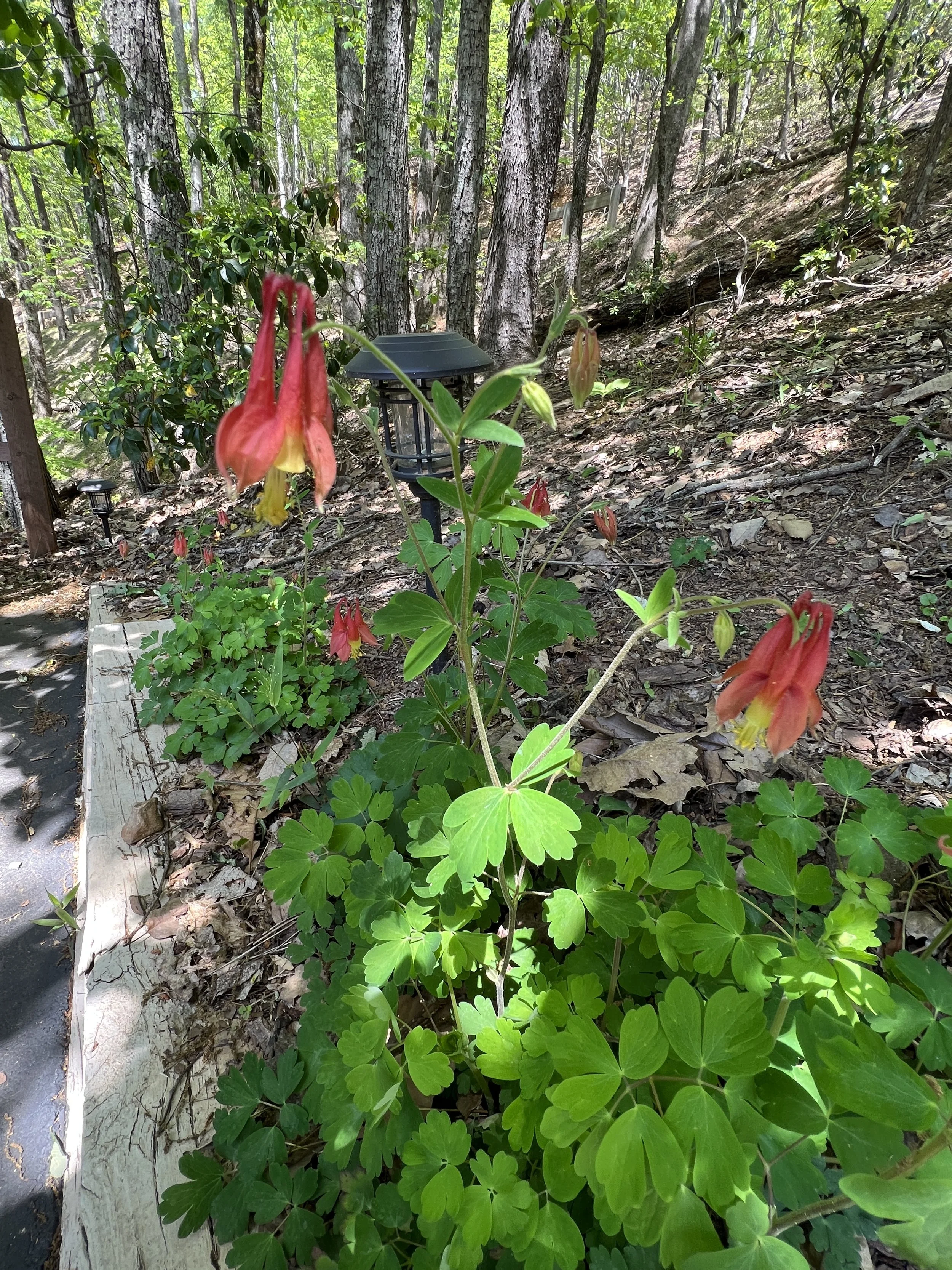 Red Columbine