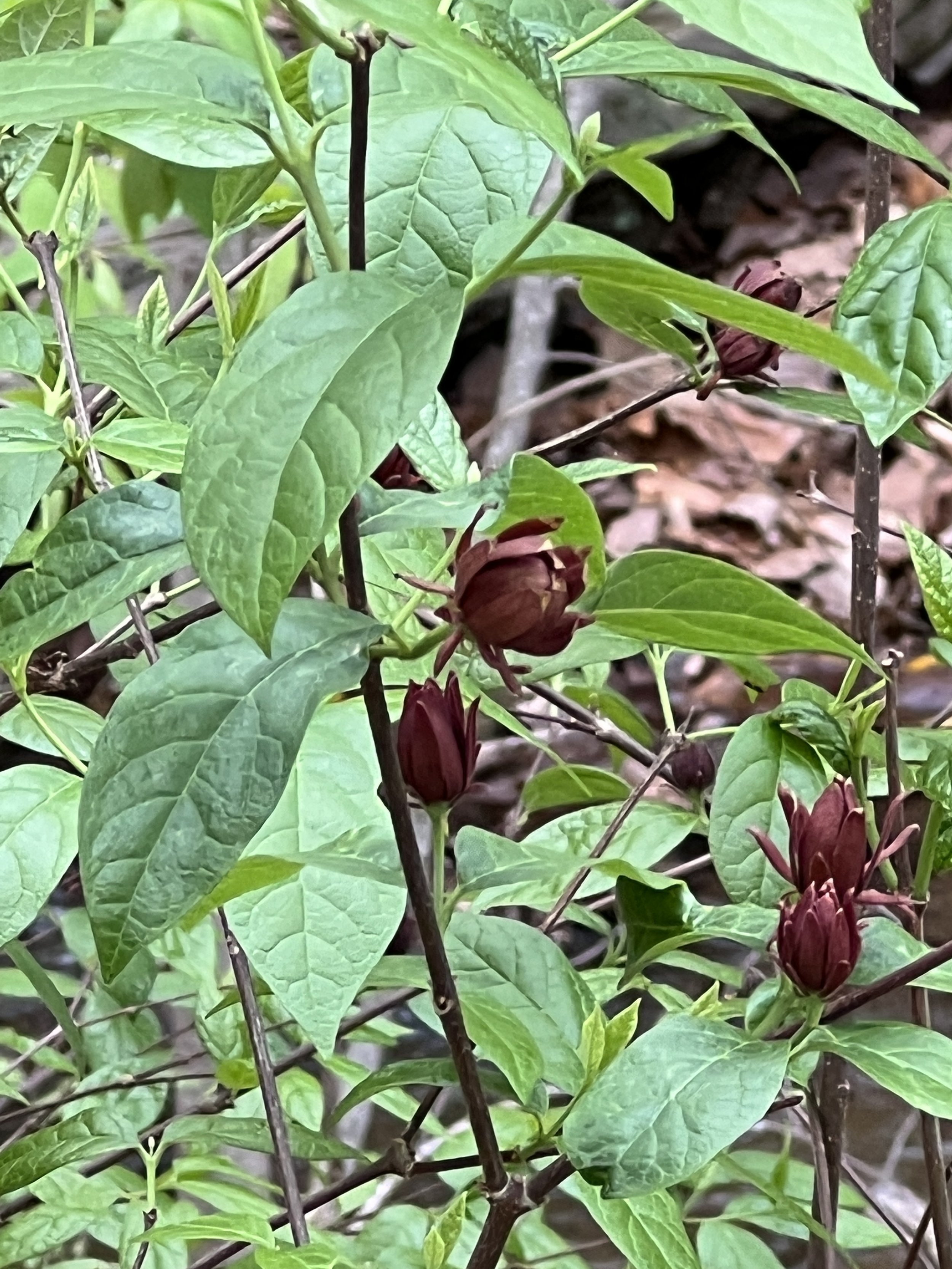 Sweet Shrub