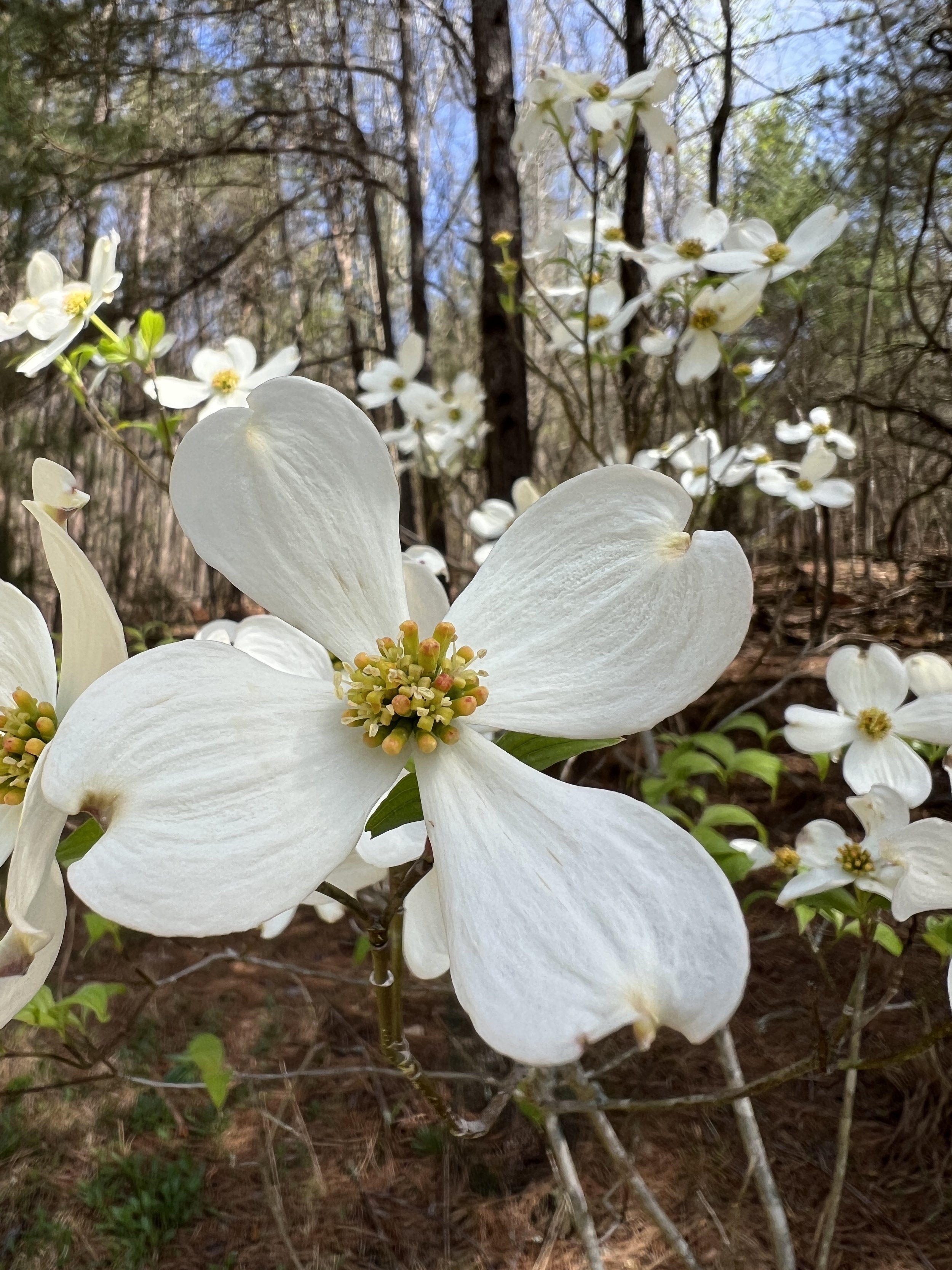 Flowering Dogwood