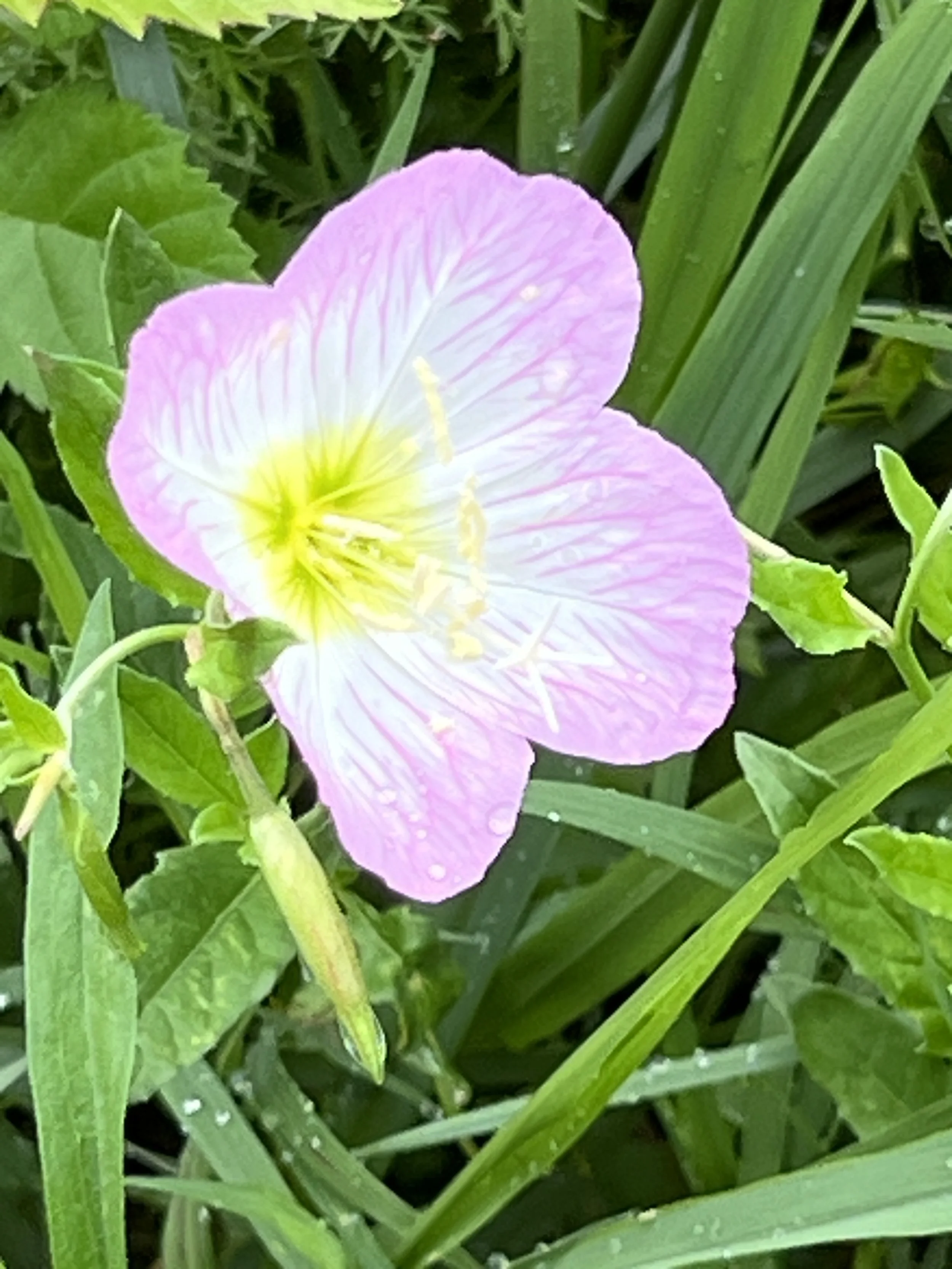 Pink Evening Primrose