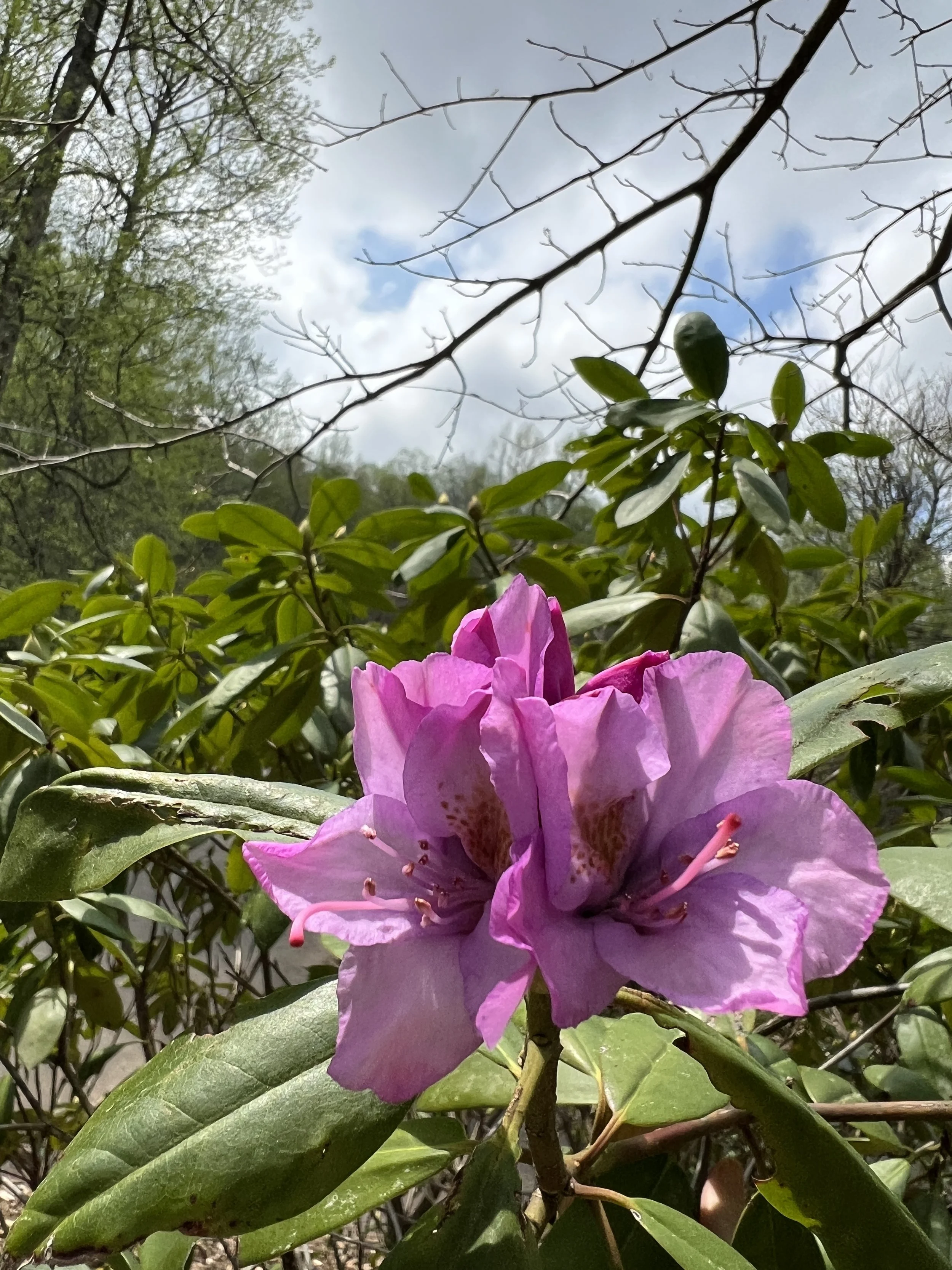 Catawba Rhododendron, Purple