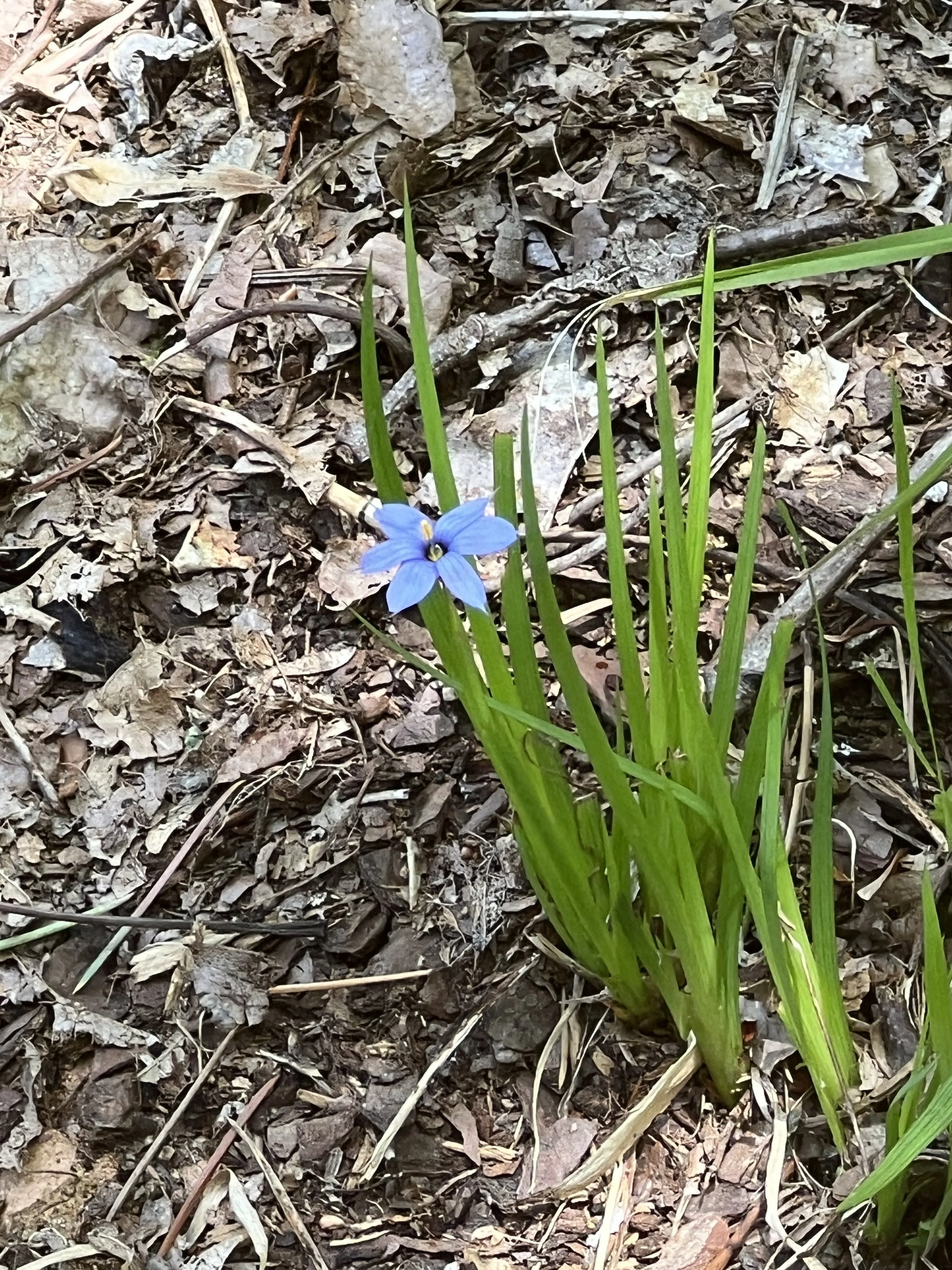 Blue-eyed Grass