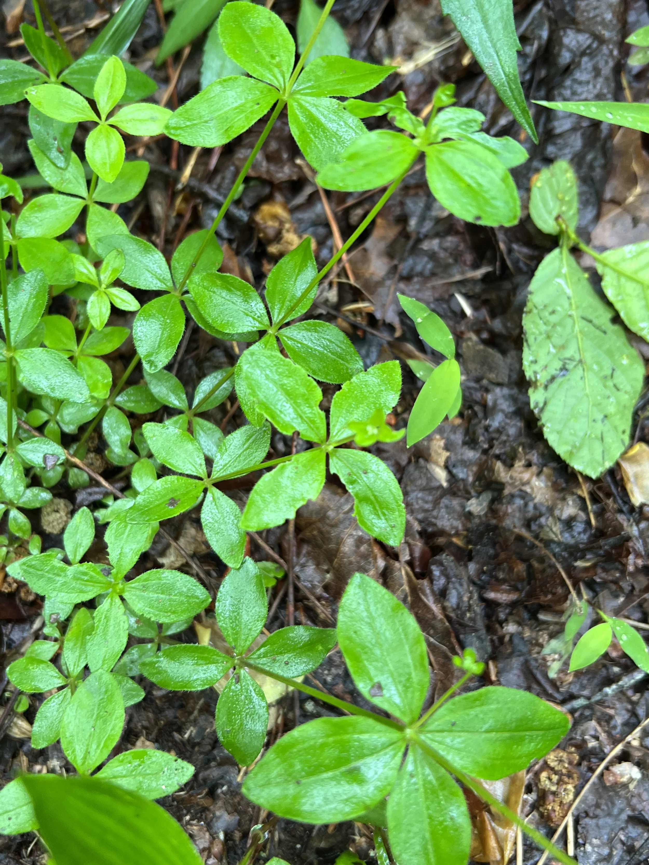 Licorice Bedstraw