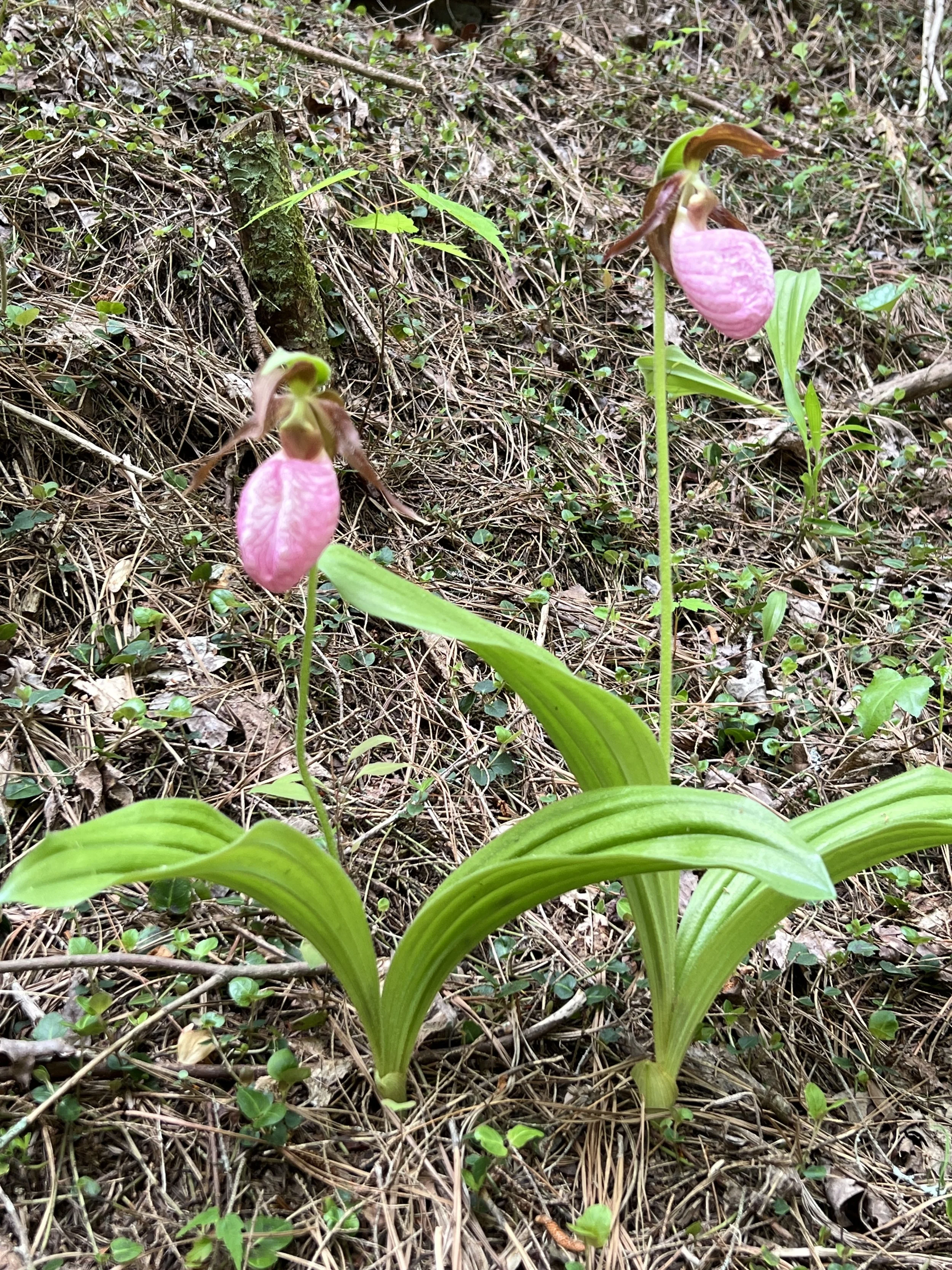Pink Lady's Slipper