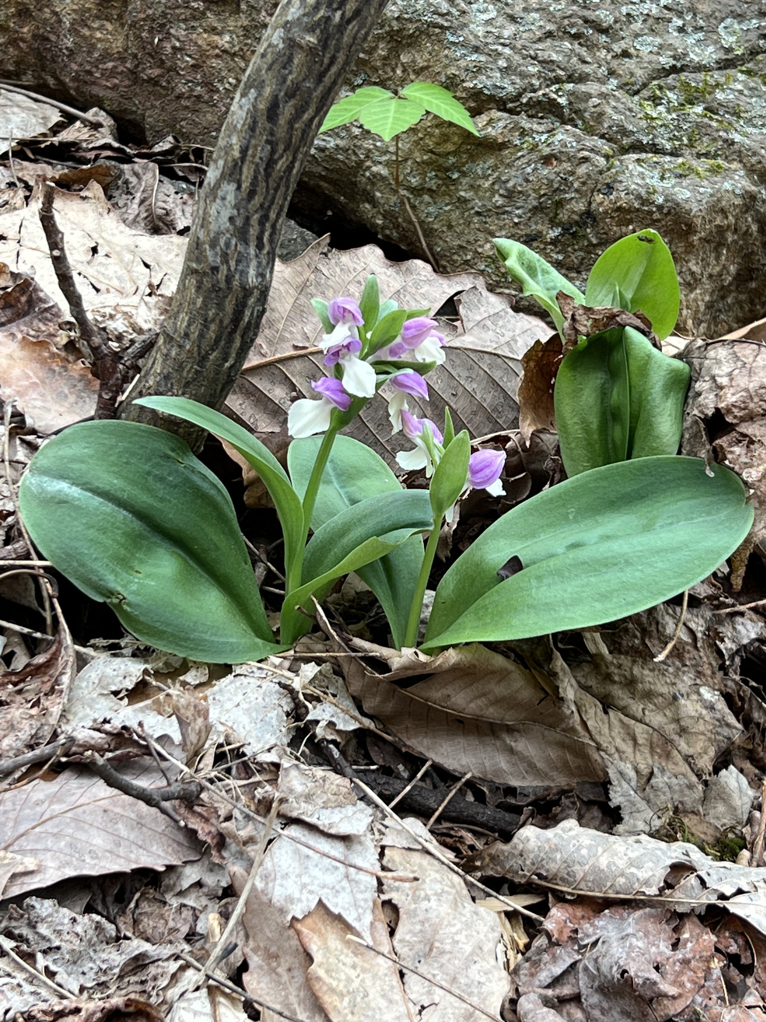 Showy Orchis, Orchid
