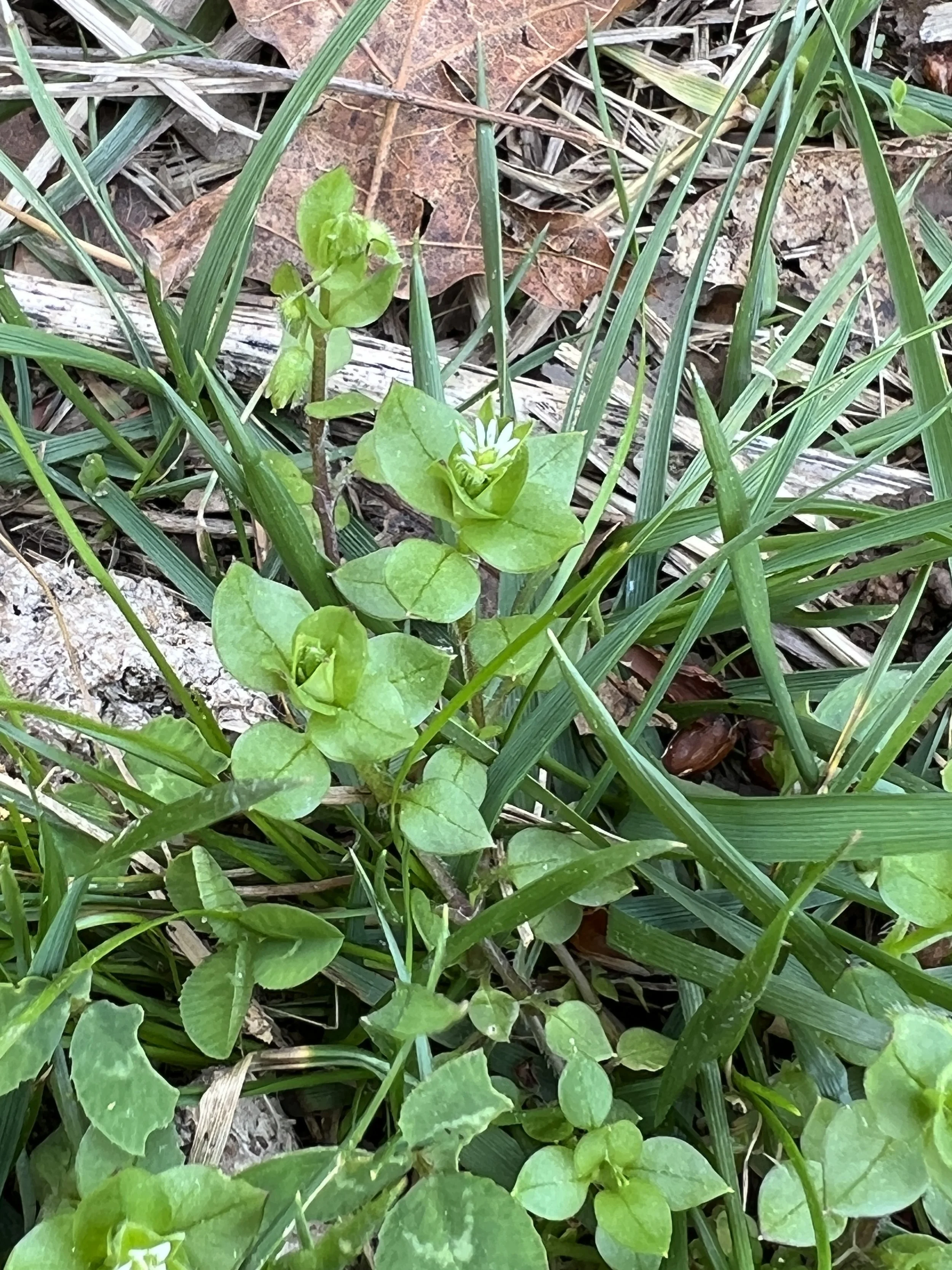 Common Chickweed (non-native)
