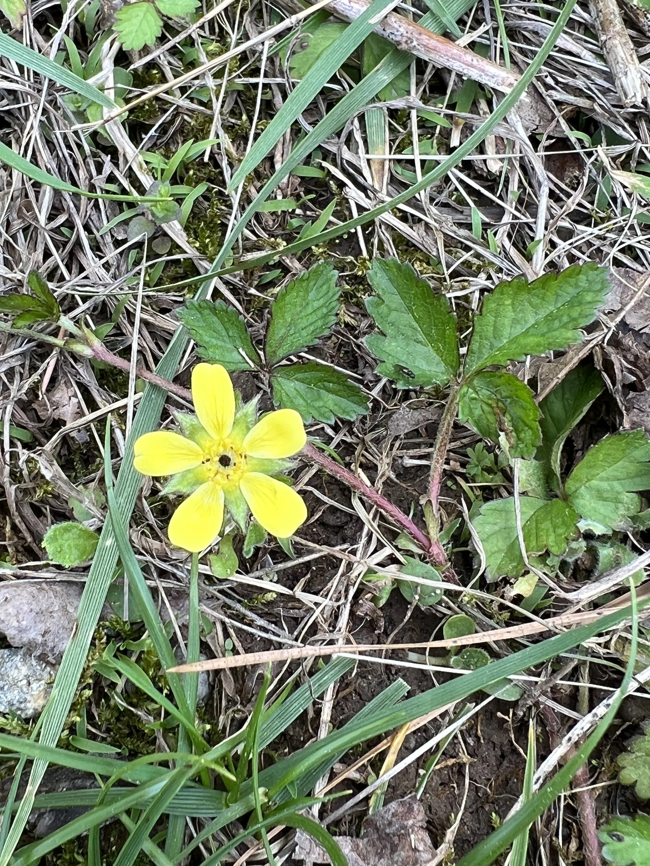 Mock Strawberry (non-native)