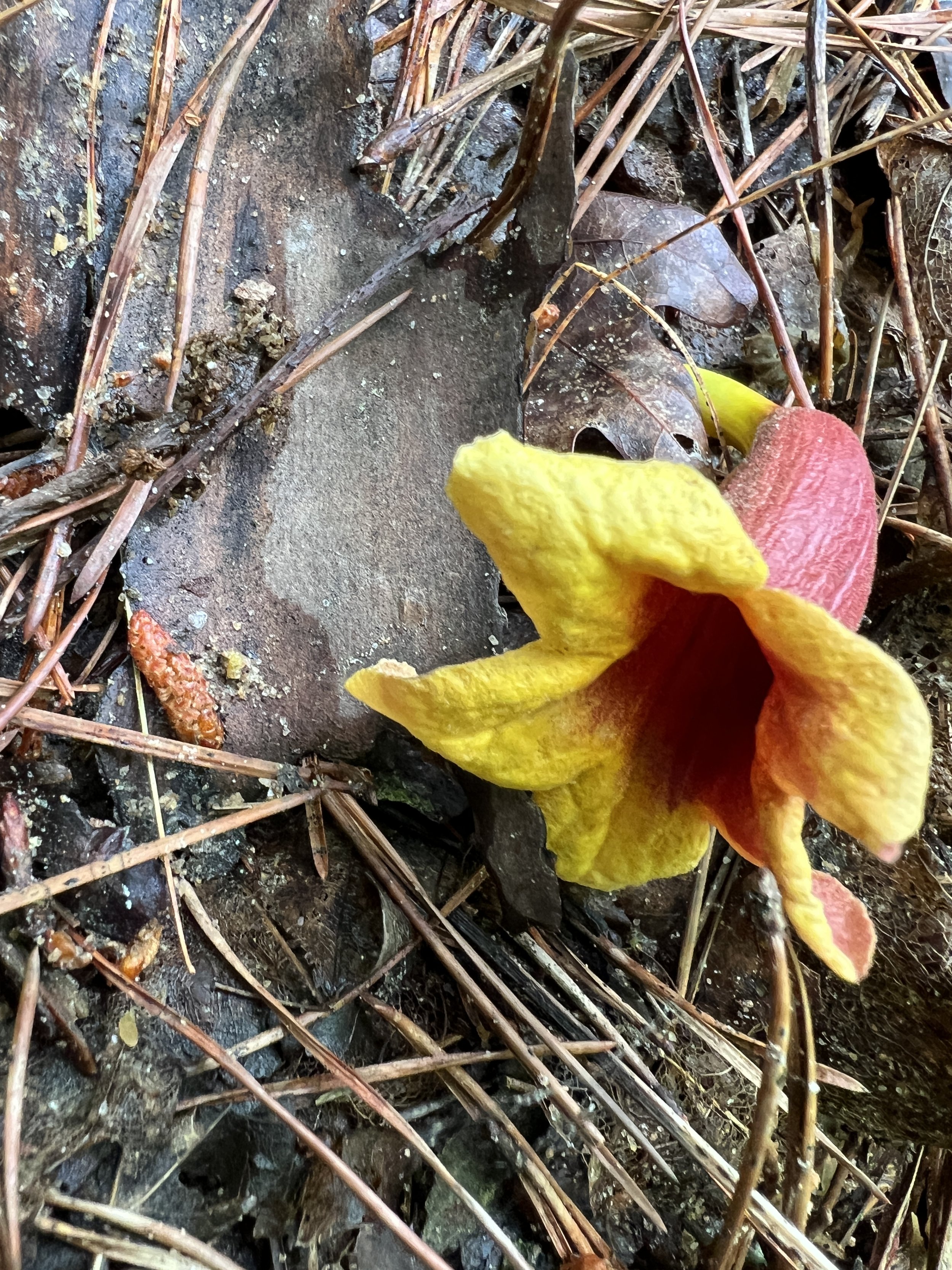 Crossvine