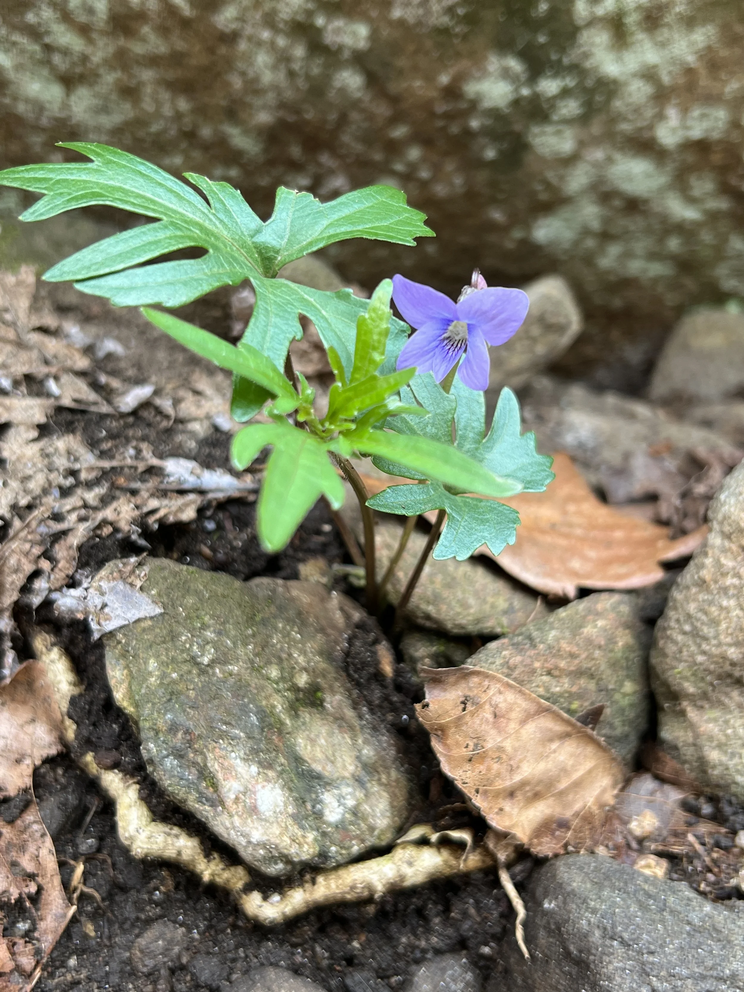 Bird-foot Violet