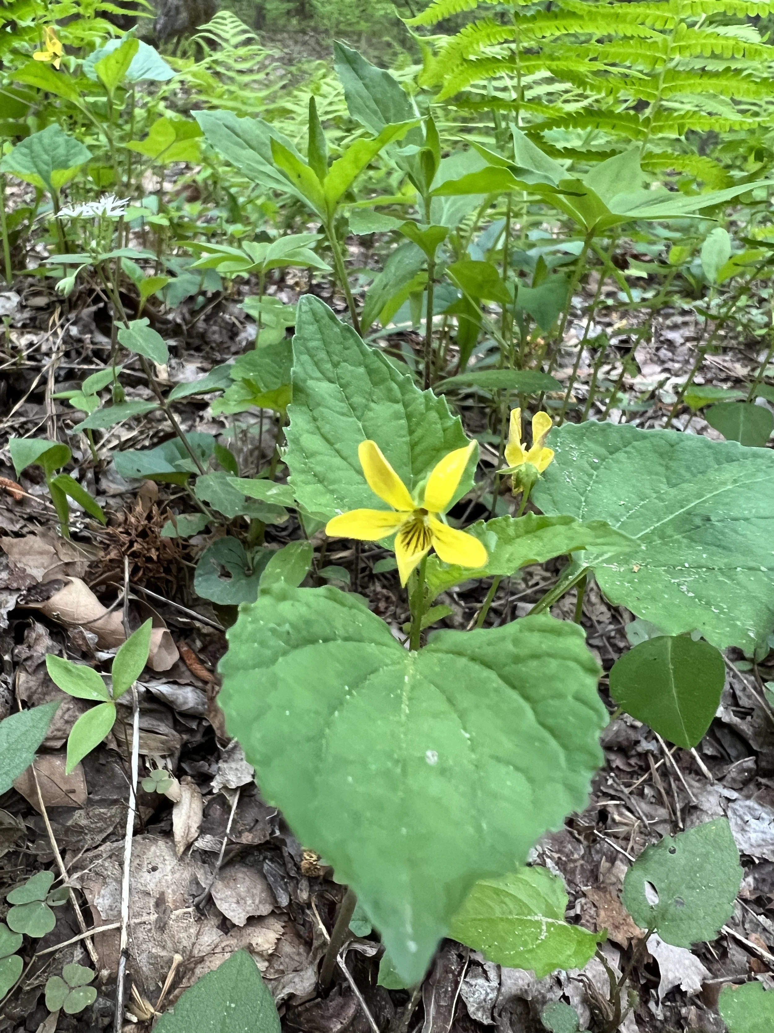 Downy Yellow Violet