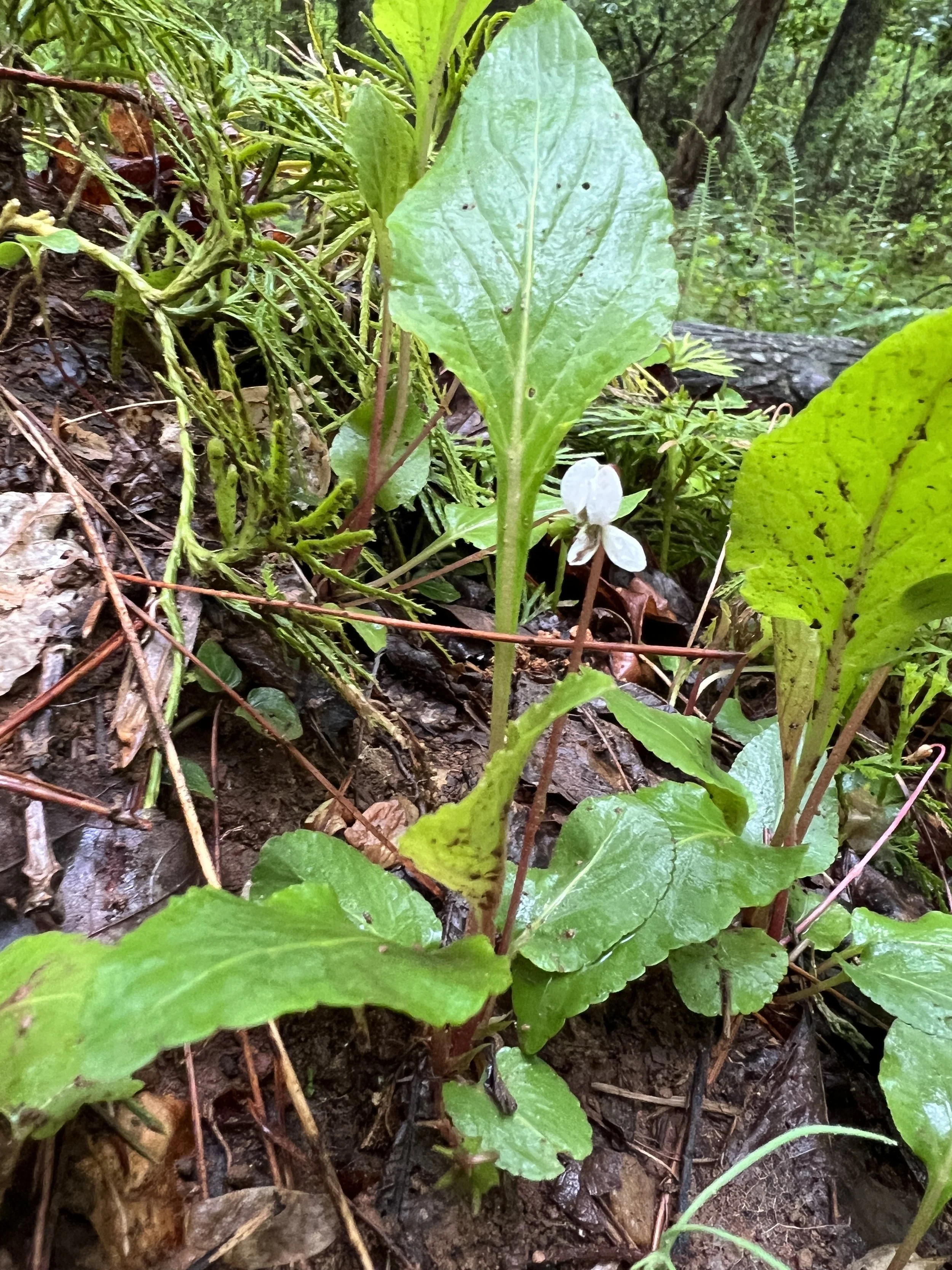 Primrose Leaf Violet