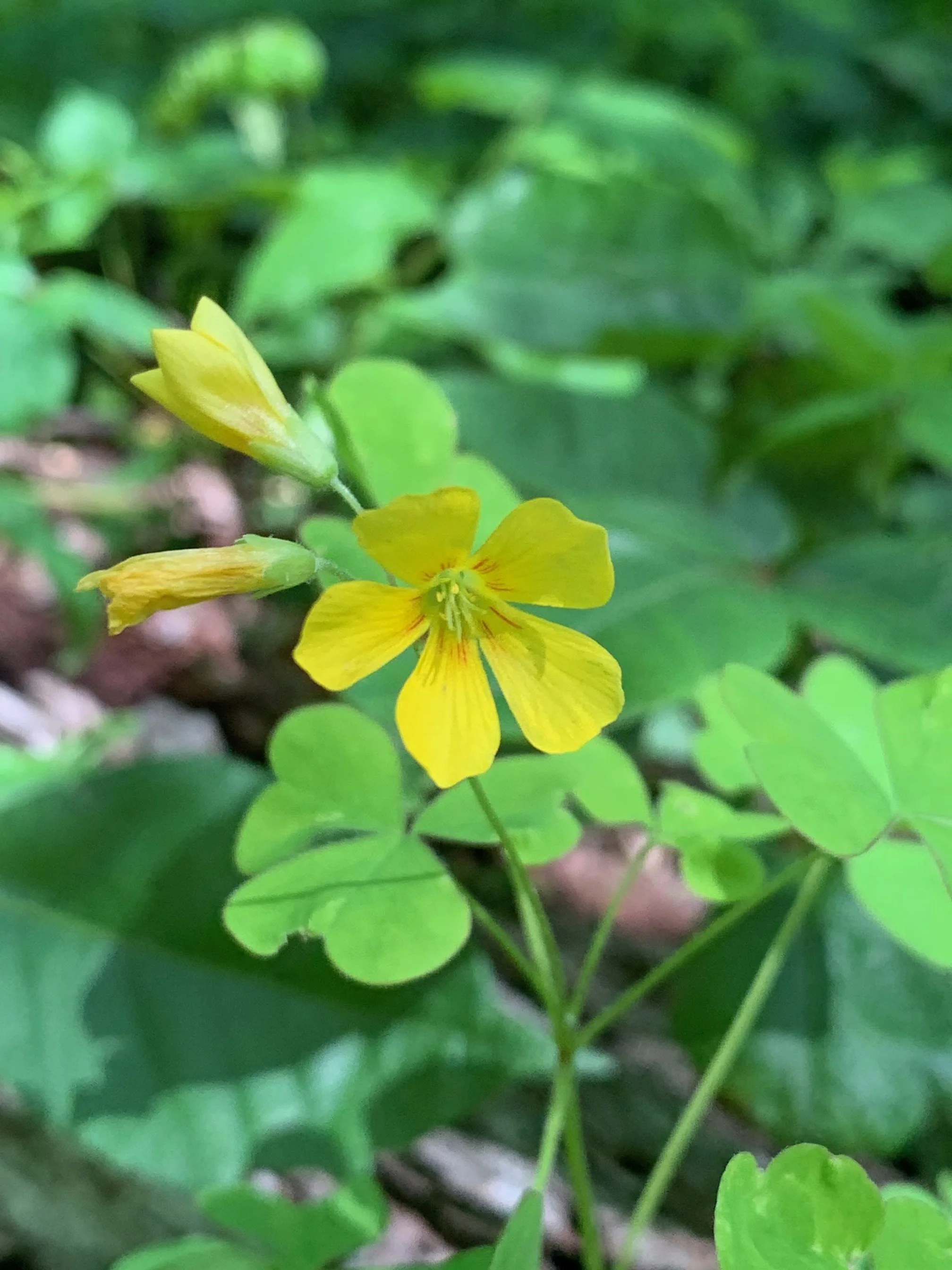 Yellow Wood Sorrel