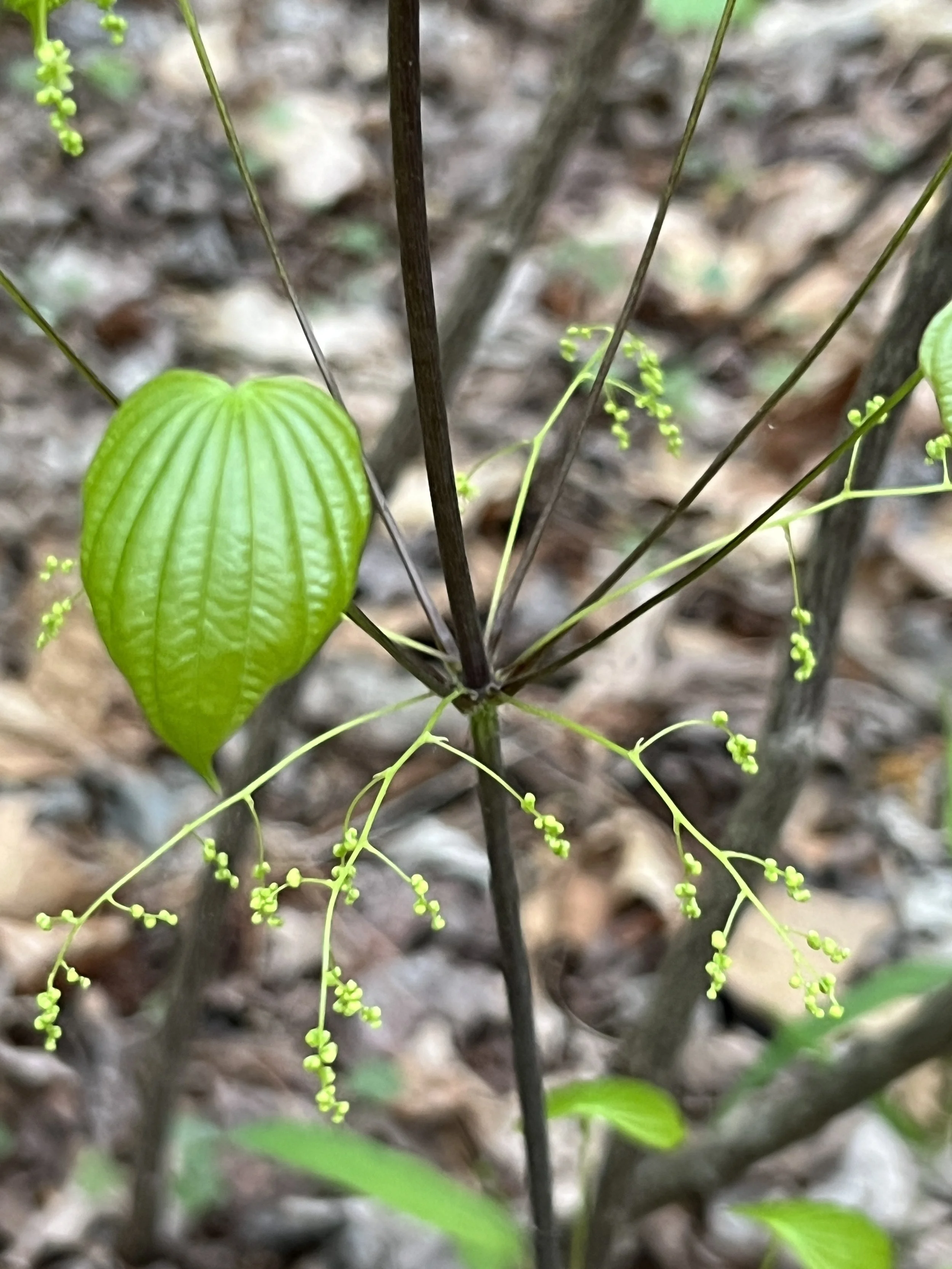 Wild Yam