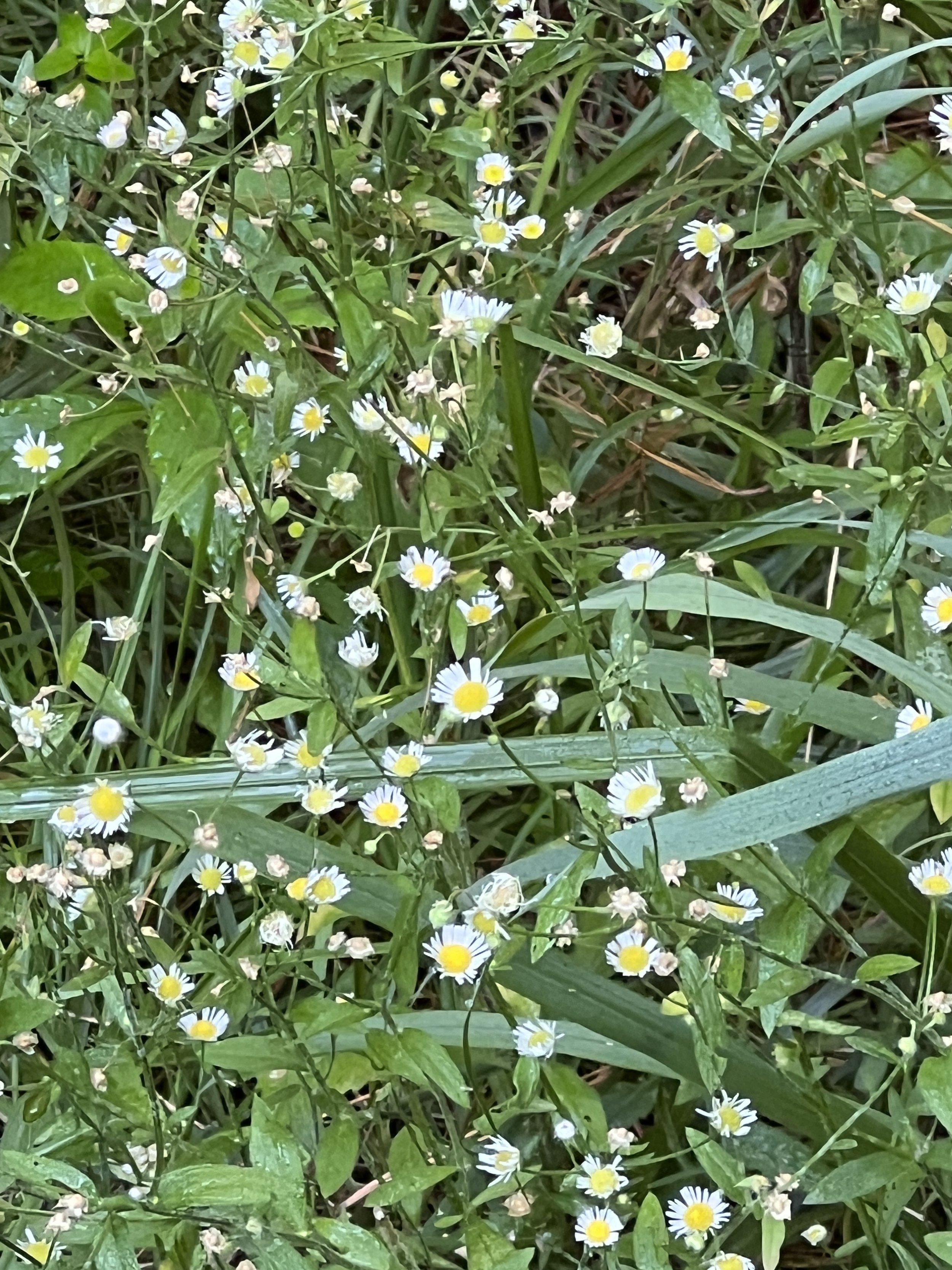 Prairie Fleabane