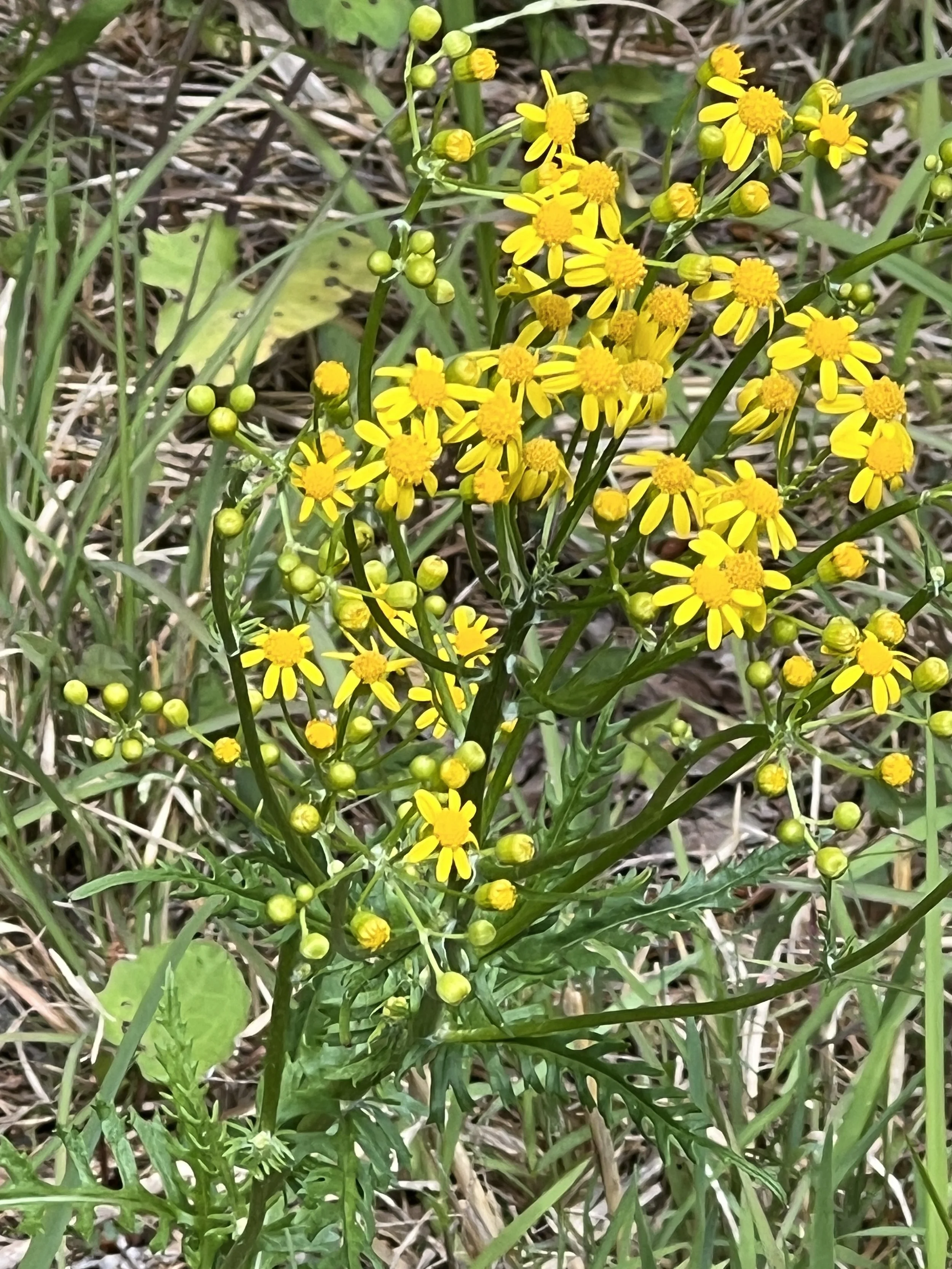 Appalachian Ragwort