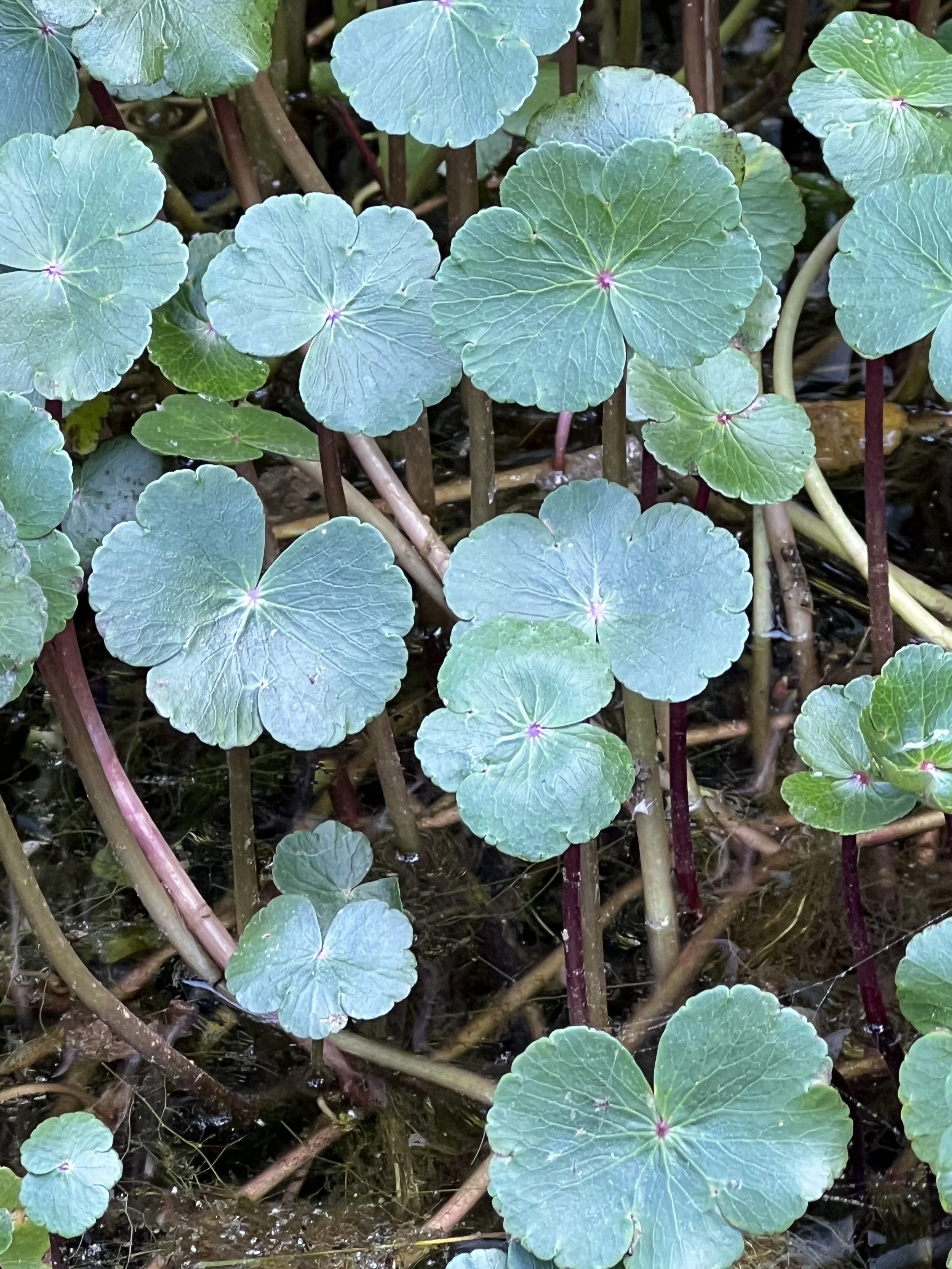 Floating Marshpennywort