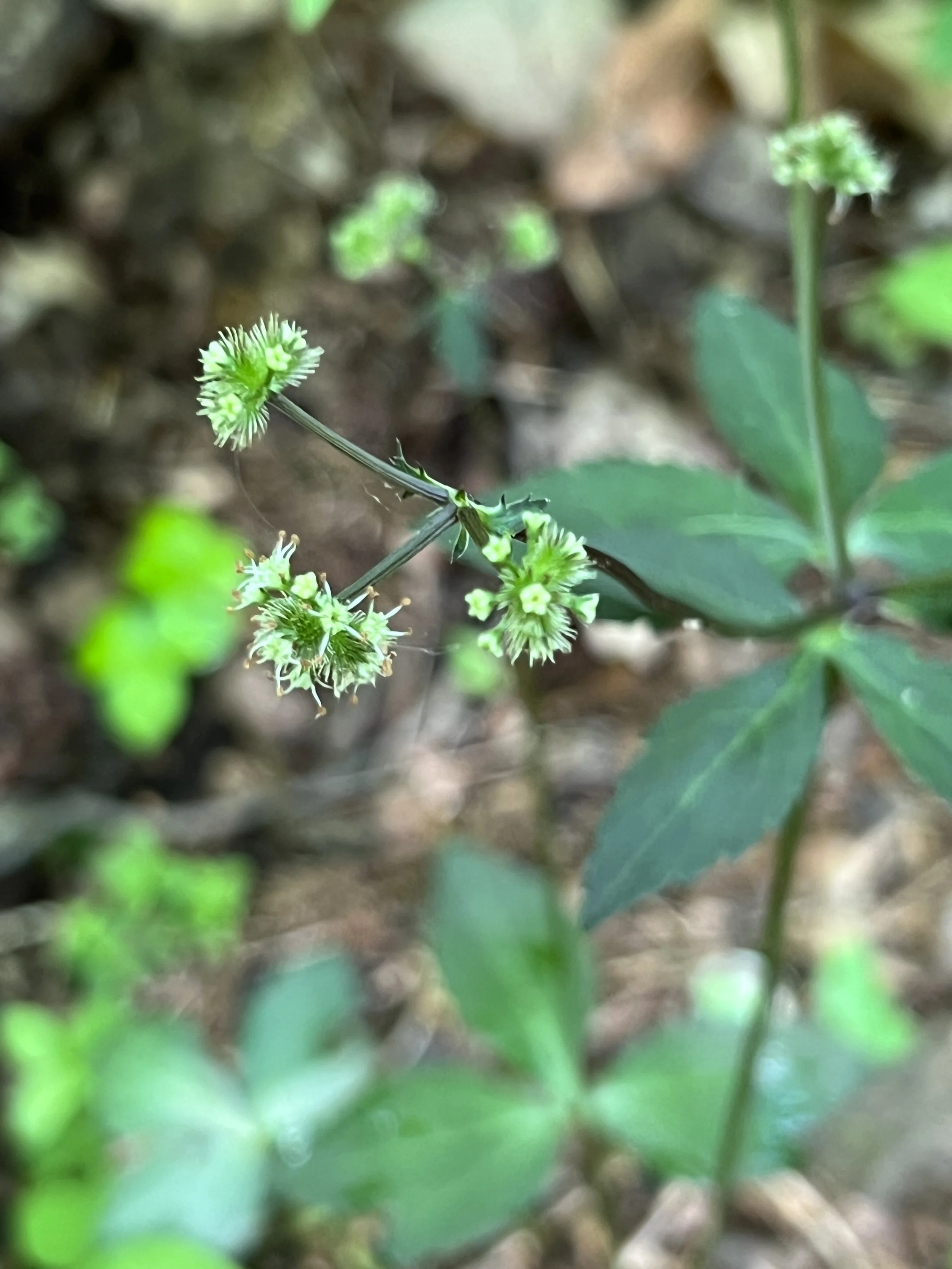 Black Snakeroot