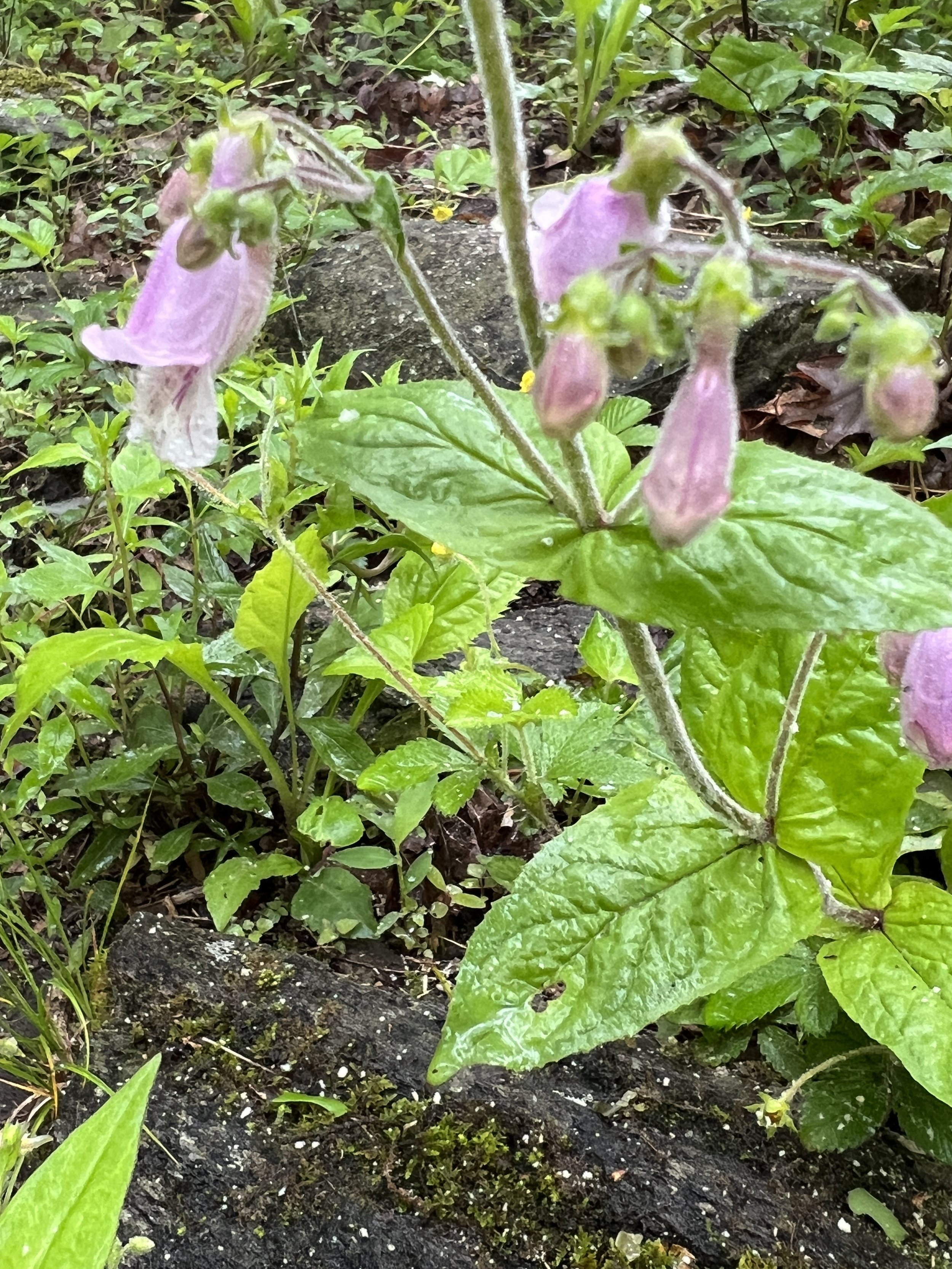 Eastern Gray Beardtongue