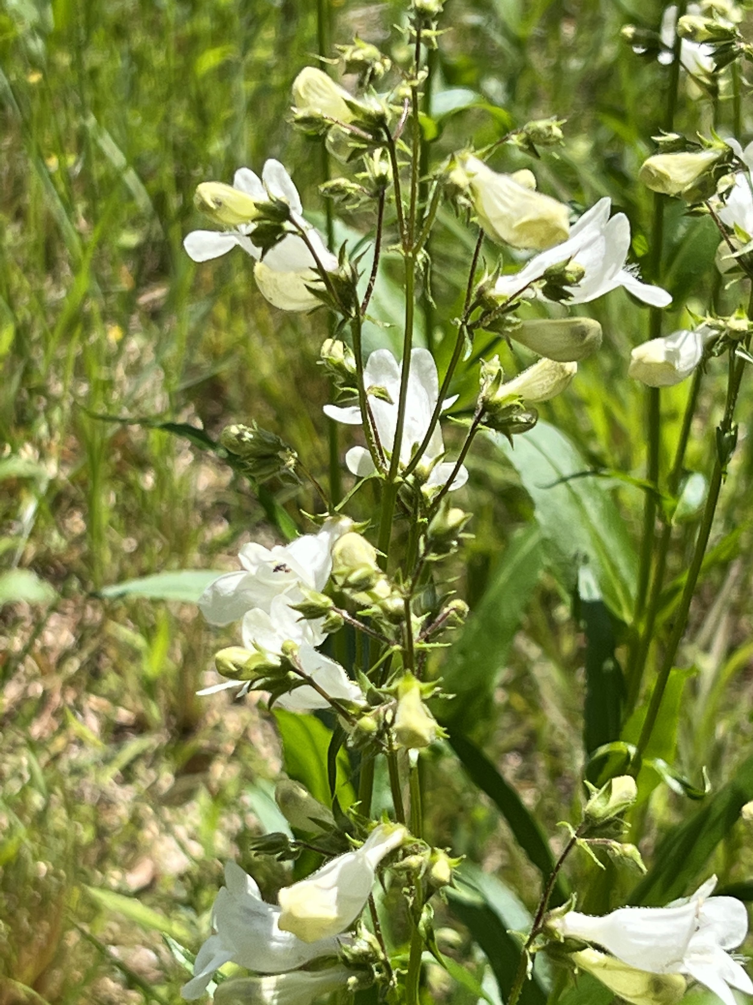 Foxglove Beardtongue