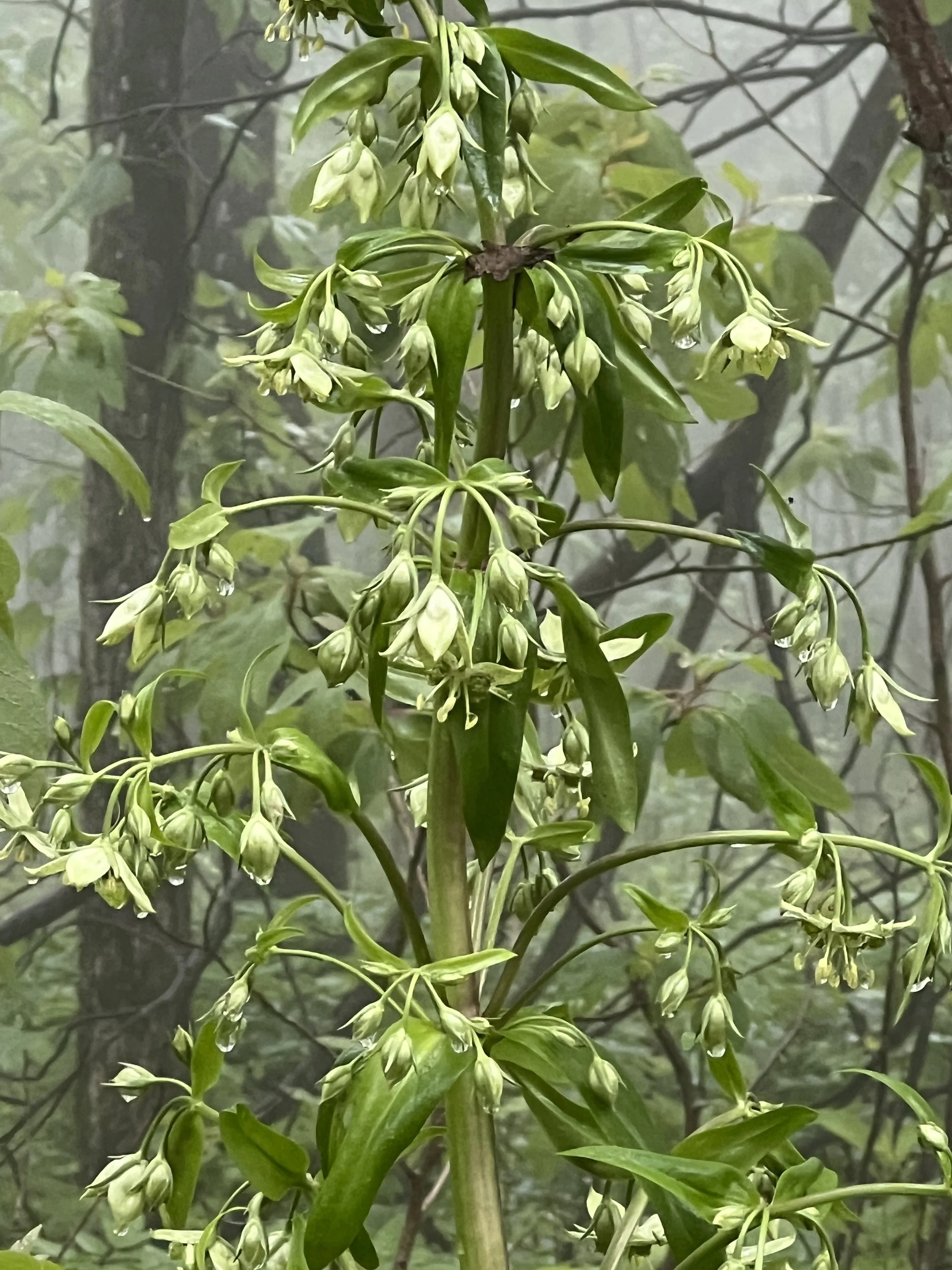 Columbo, Green Gentian