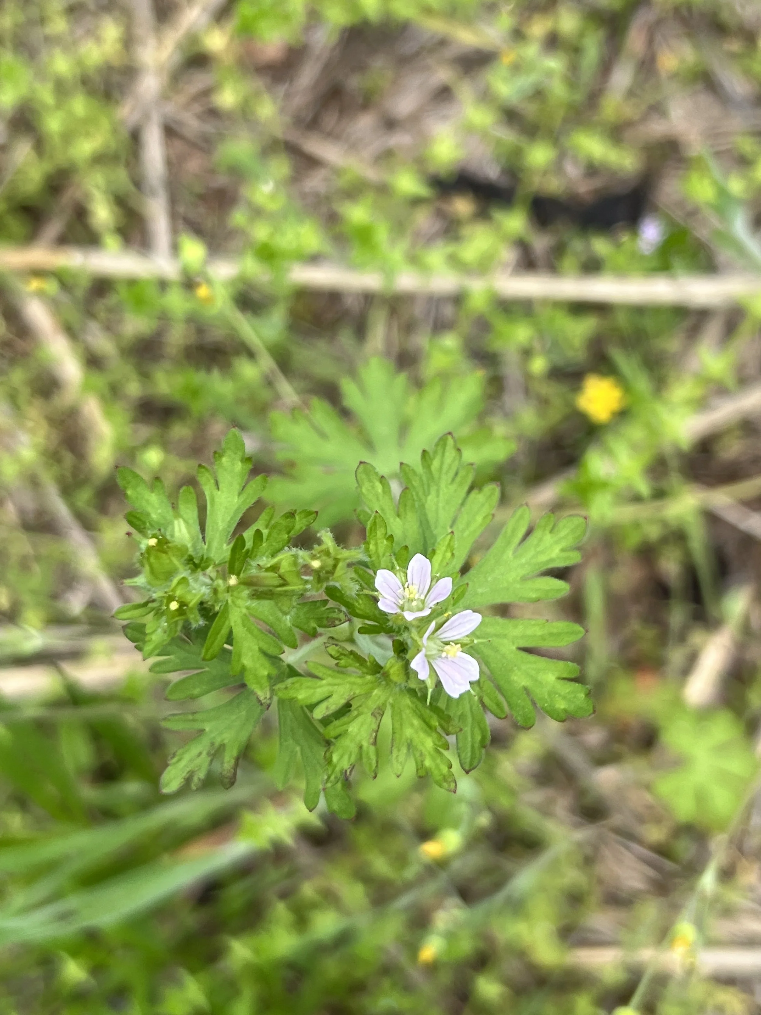 Carolina Cranesbill