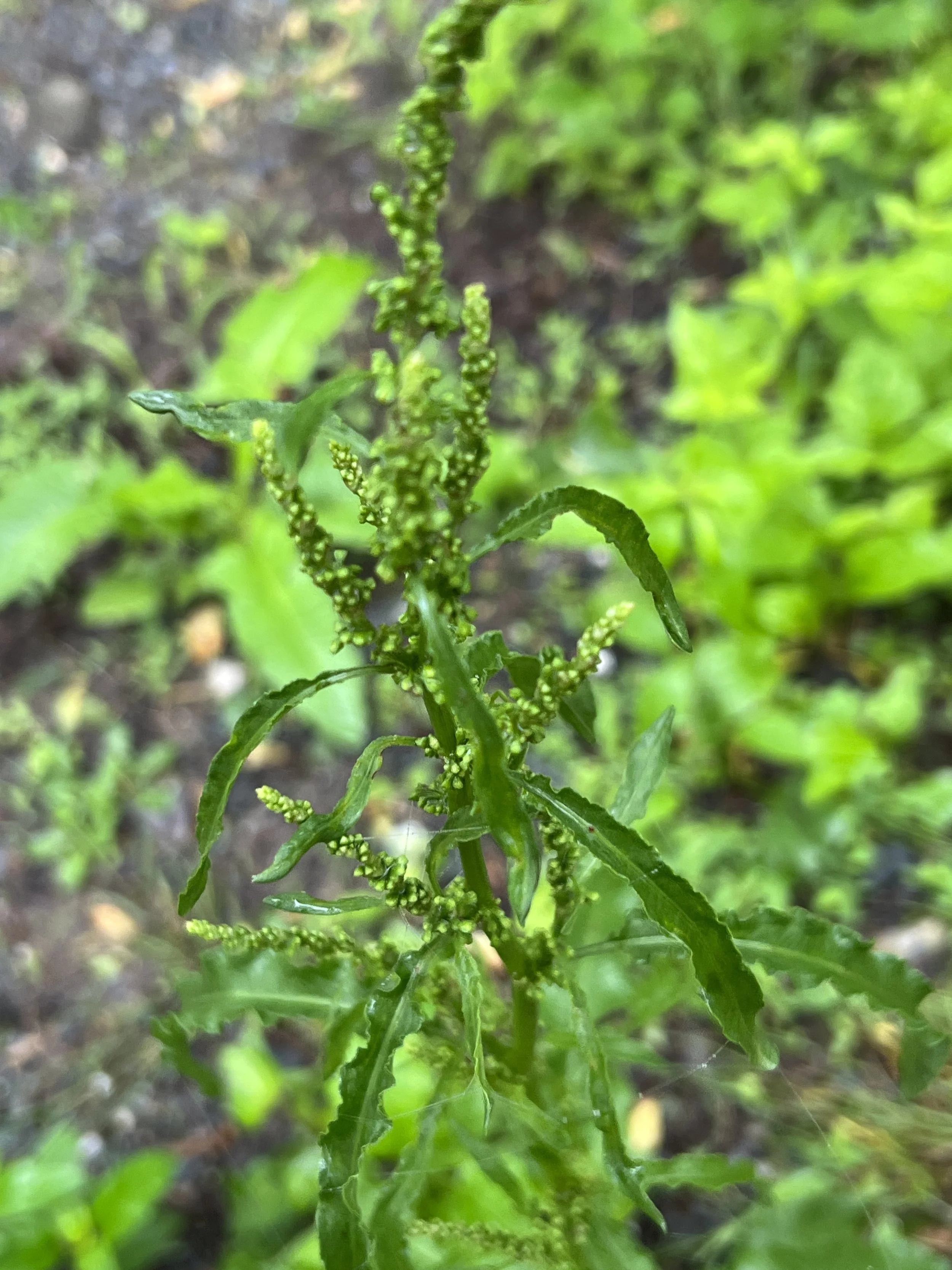 Pigweed