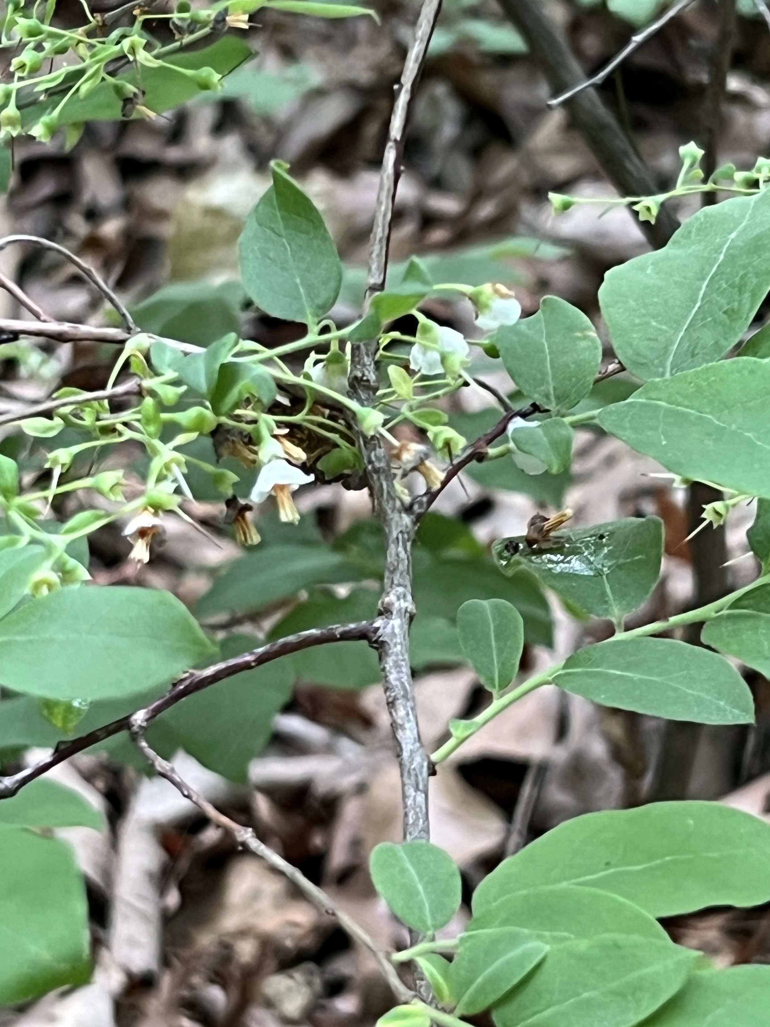 Deerberry