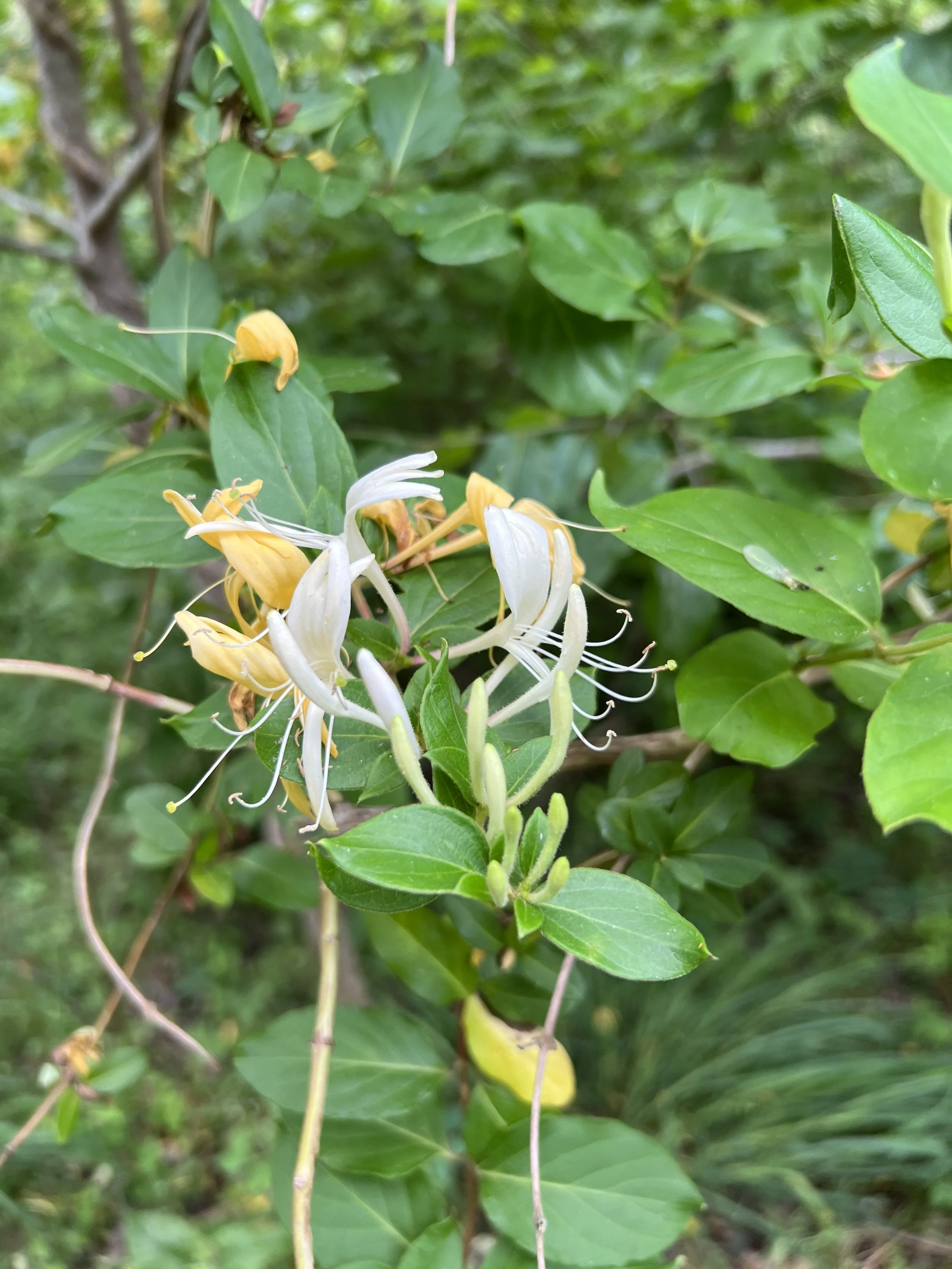 Japanese Honeysuckle (non-native)